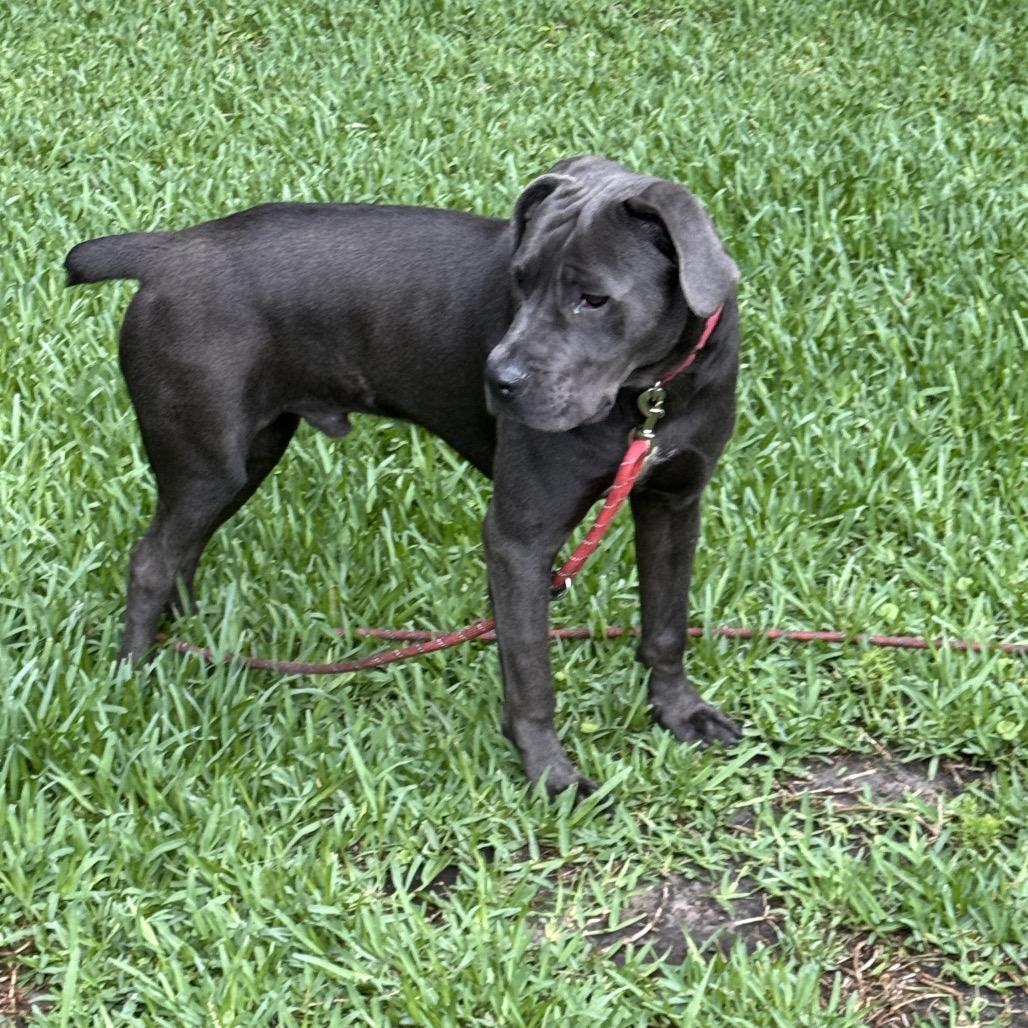 Enlarge Chuck @ Foster, a Adoptable Mixed Breed in Summerville, SC image 1/4