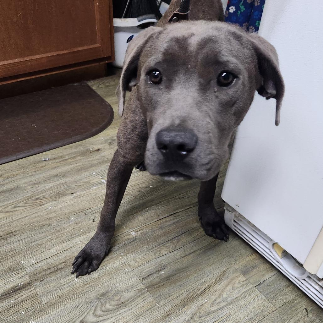 Enlarge Chuck @ Foster, a Adoptable Mixed Breed in Summerville, SC image 2/4