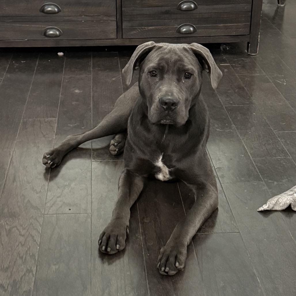 Enlarge Chuck @ Foster, a Adoptable Mixed Breed in Summerville, SC image 3/4