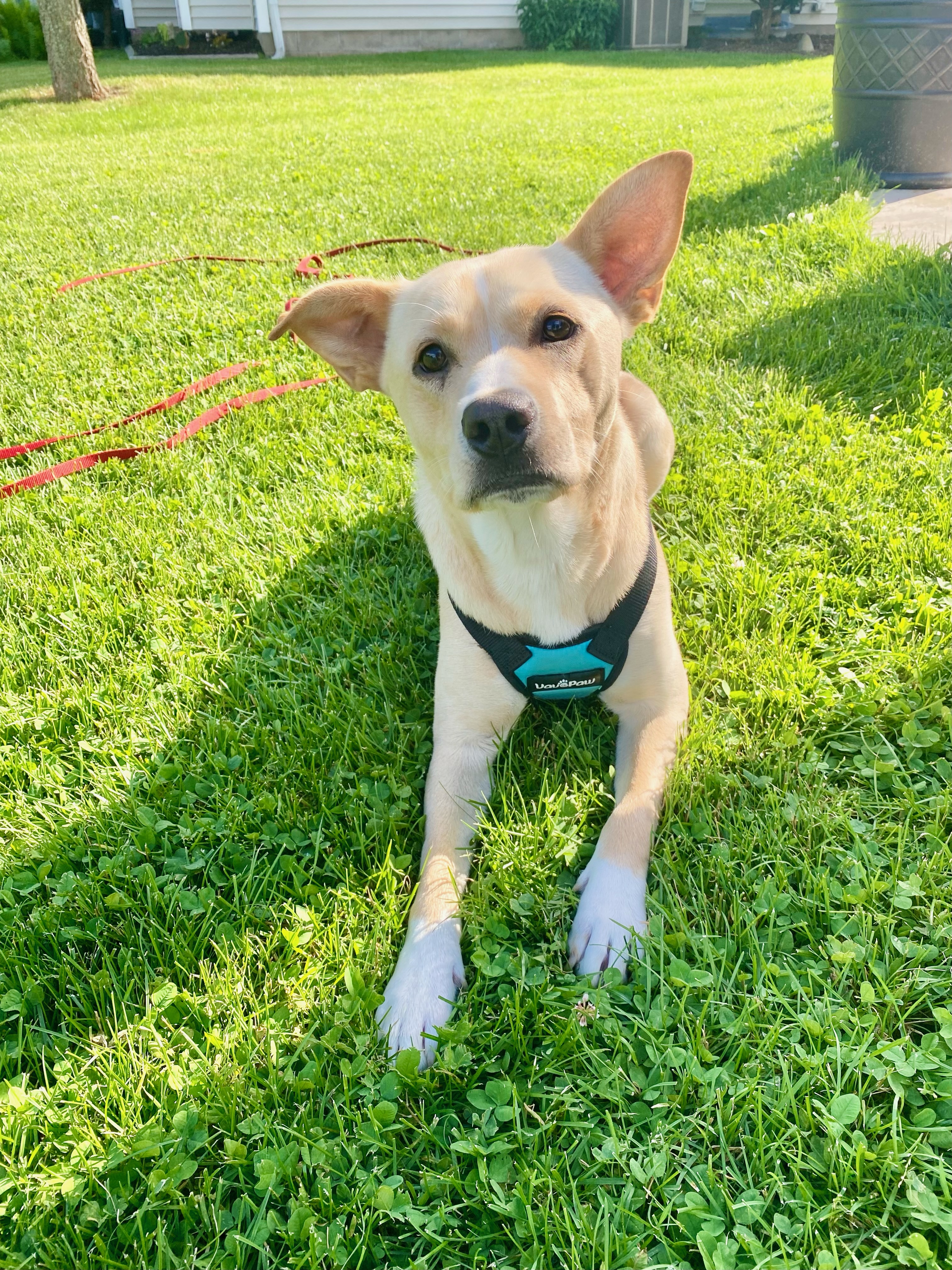 Latte  Me thumbnail 2