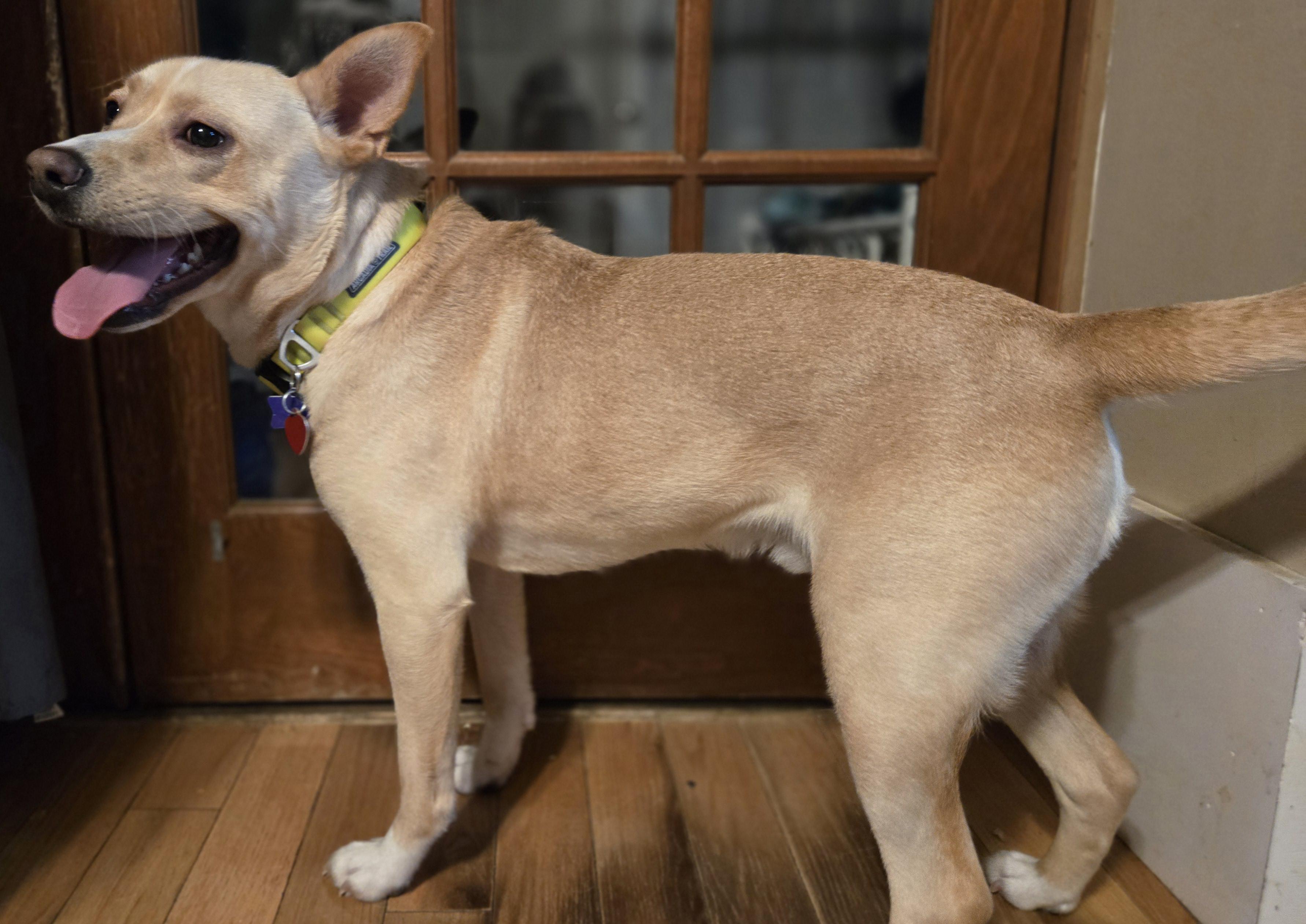 Latte - ME, a Adoptable Australian Cattle Dog / Blue Heeler in Durham, ME image 4/6
