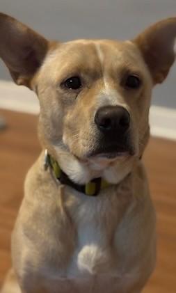 Latte - ME, a Adoptable Australian Cattle Dog / Blue Heeler in Durham, ME image 6/6