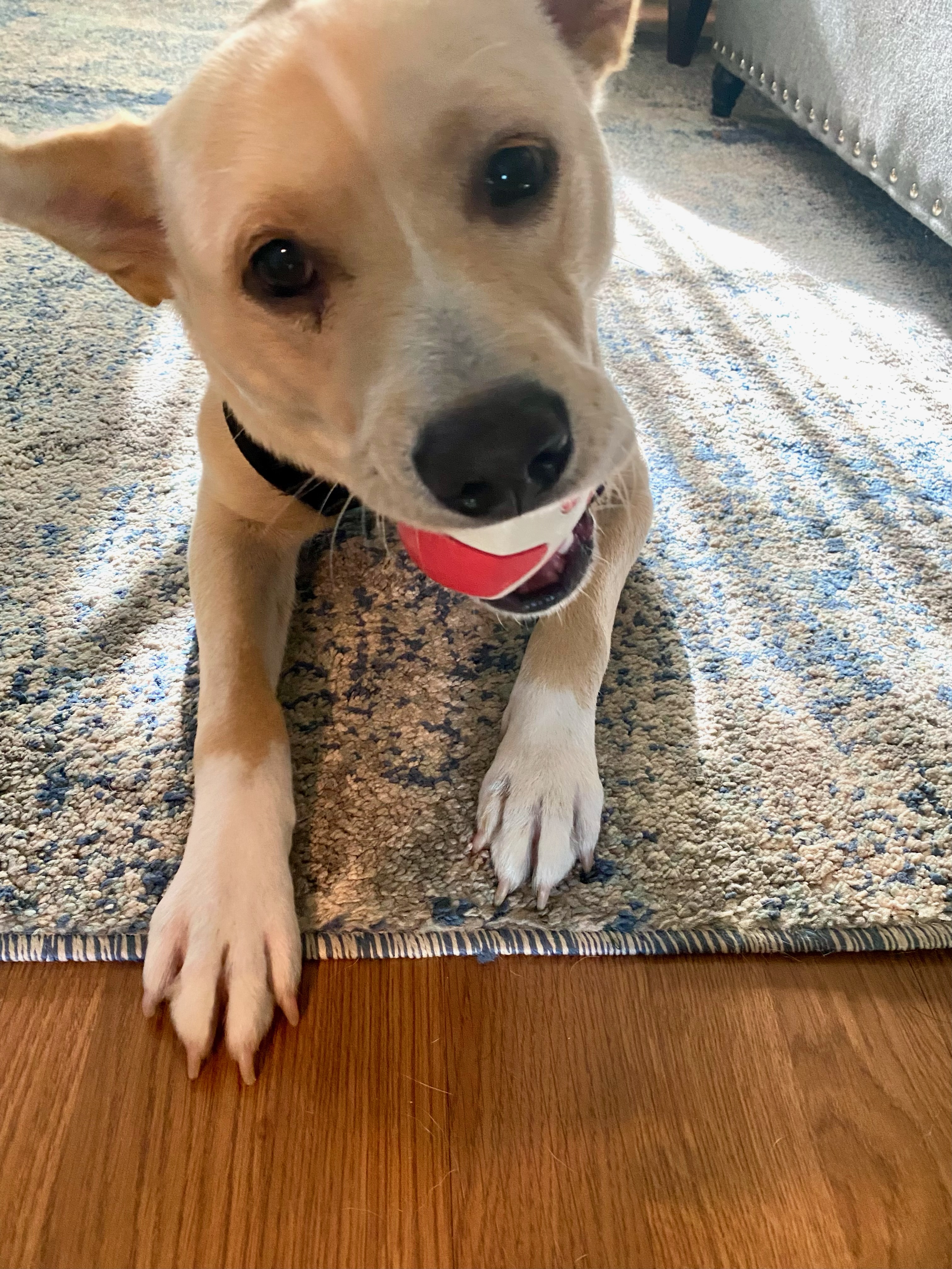 Latte - ME, a Adoptable Australian Cattle Dog / Blue Heeler in Durham, ME image 2/6
