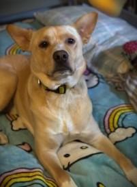 Latte - ME, a Adoptable Australian Cattle Dog / Blue Heeler in Durham, ME image 5/6