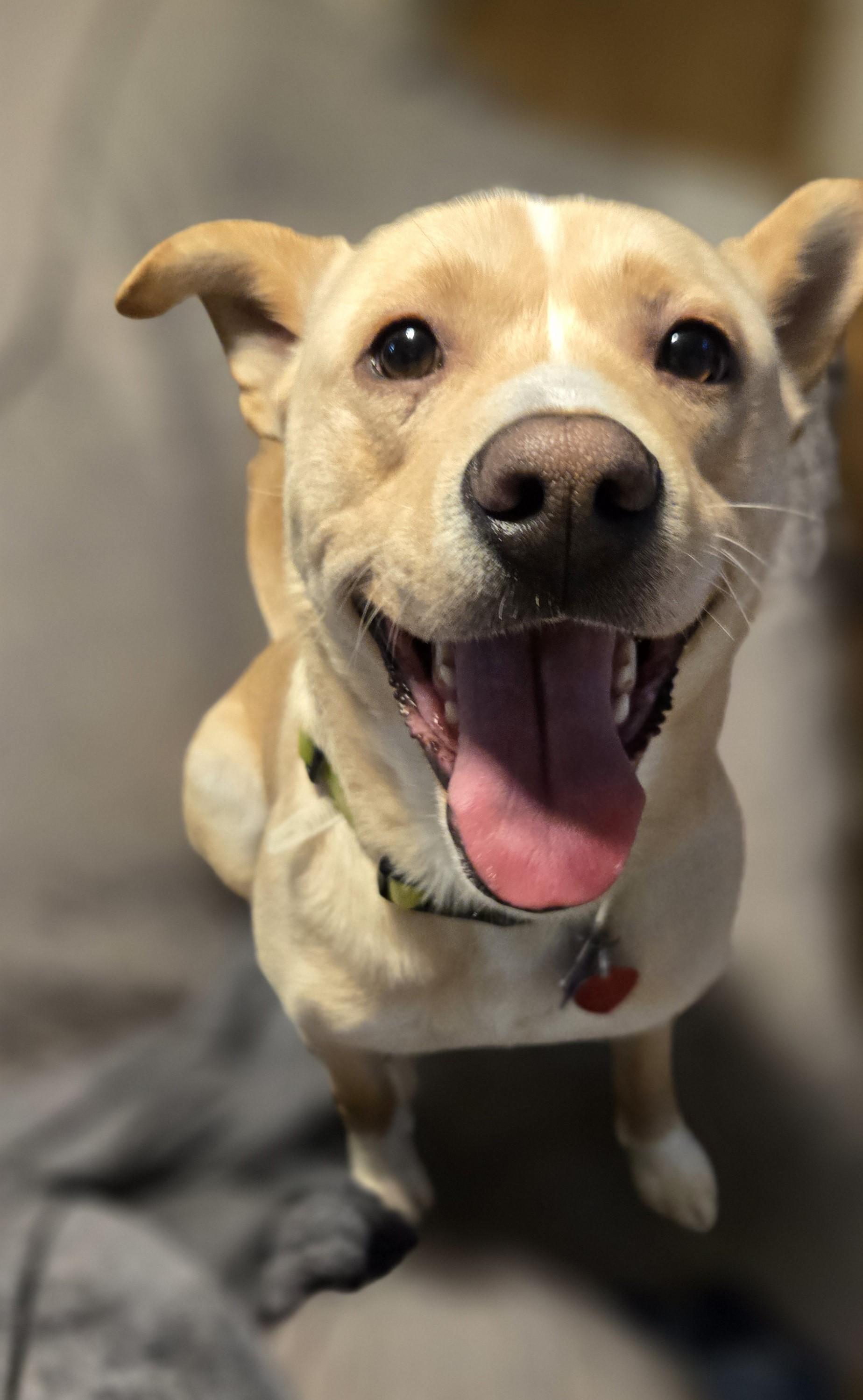 Latte - ME, a Adoptable Australian Cattle Dog / Blue Heeler in Durham, ME image 1/6