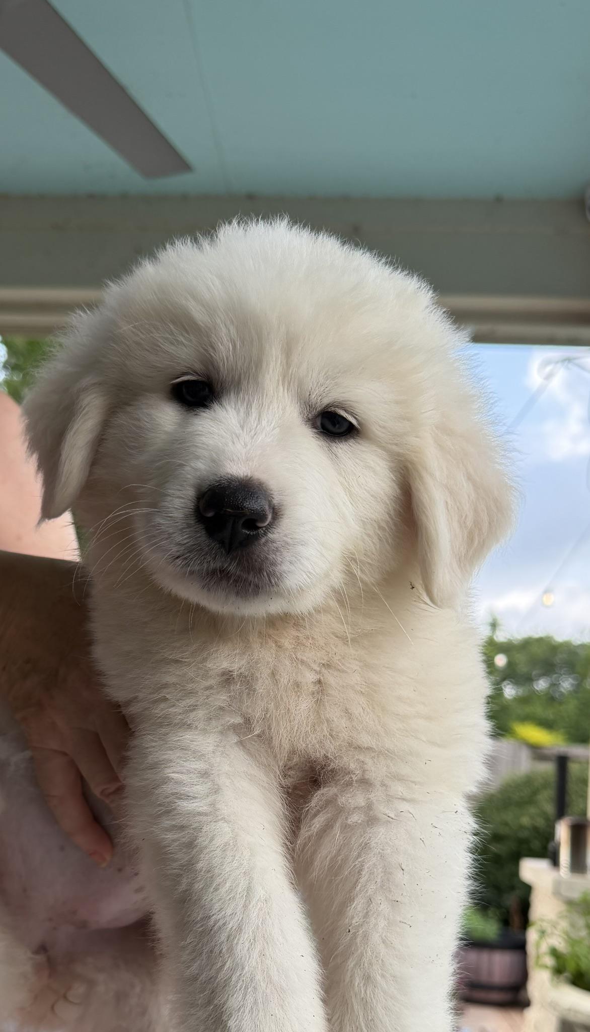 Cider, Adoptable, Puppy Female Great Pyrenees.