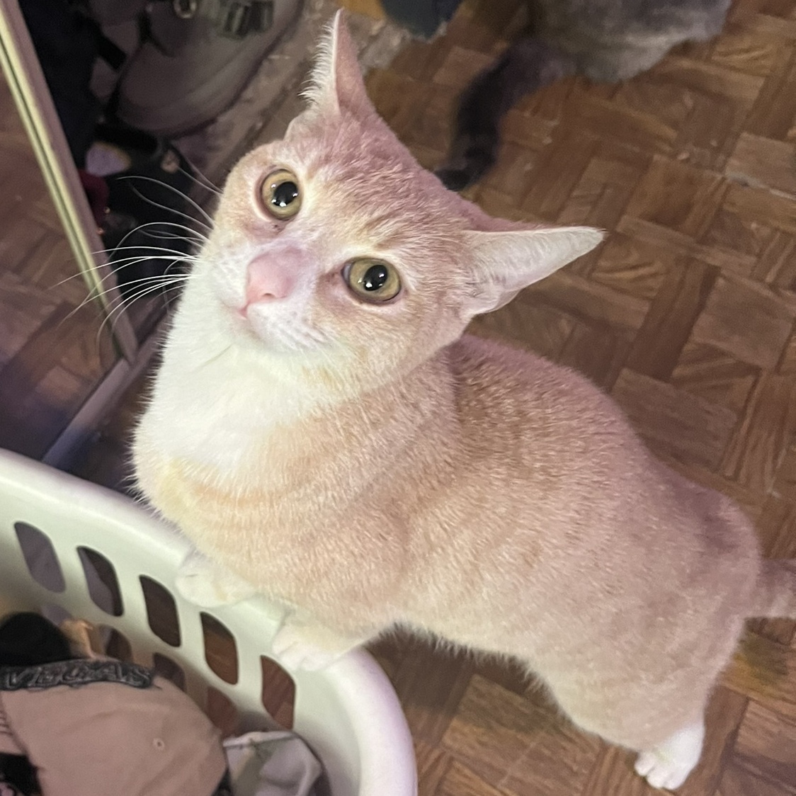 Enlarge Misty, a Adoptable Domestic Short Hair in Mokena, IL image 2/5