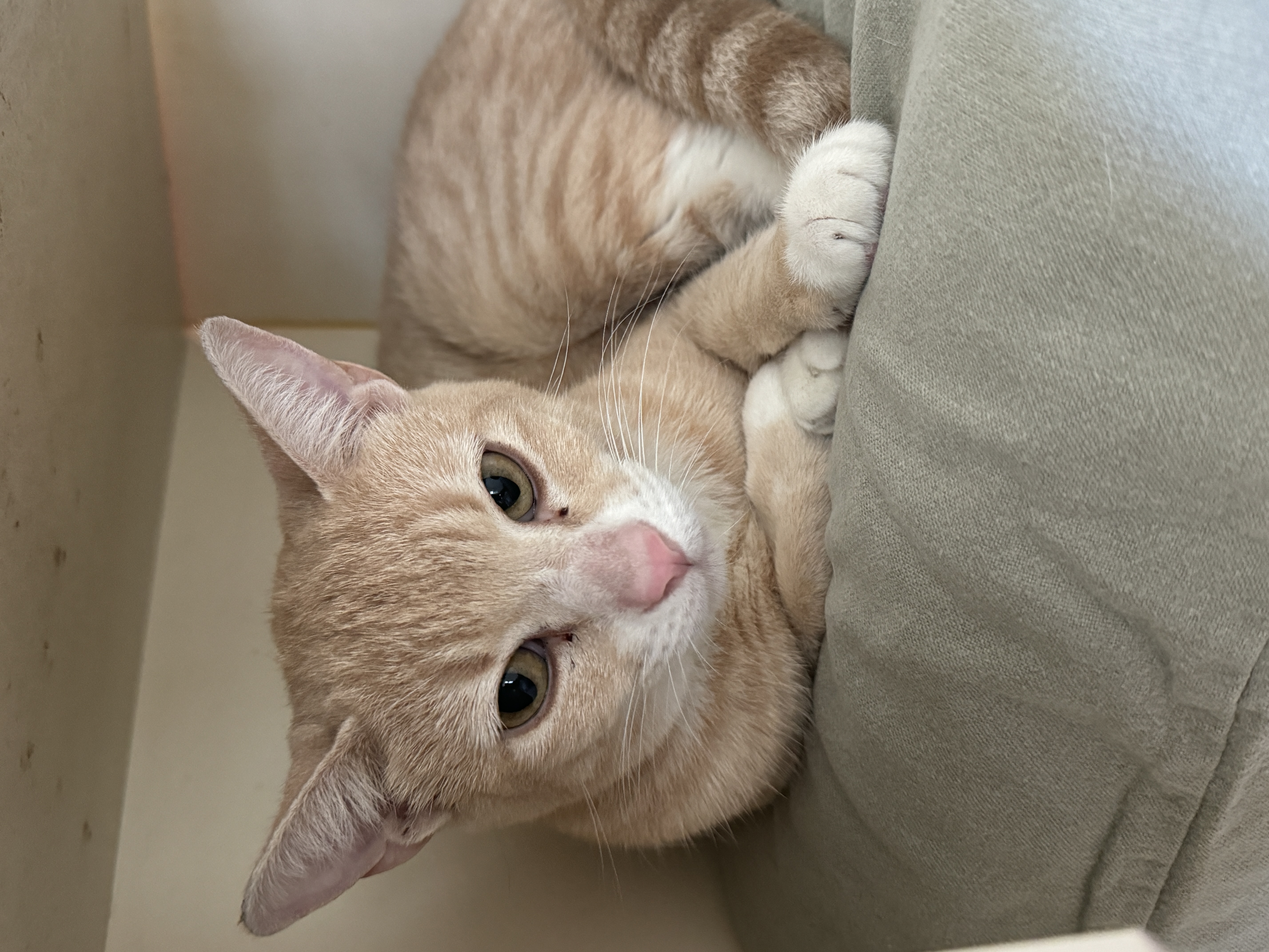 Enlarge Misty, a Adoptable Domestic Short Hair in Mokena, IL image 5/5