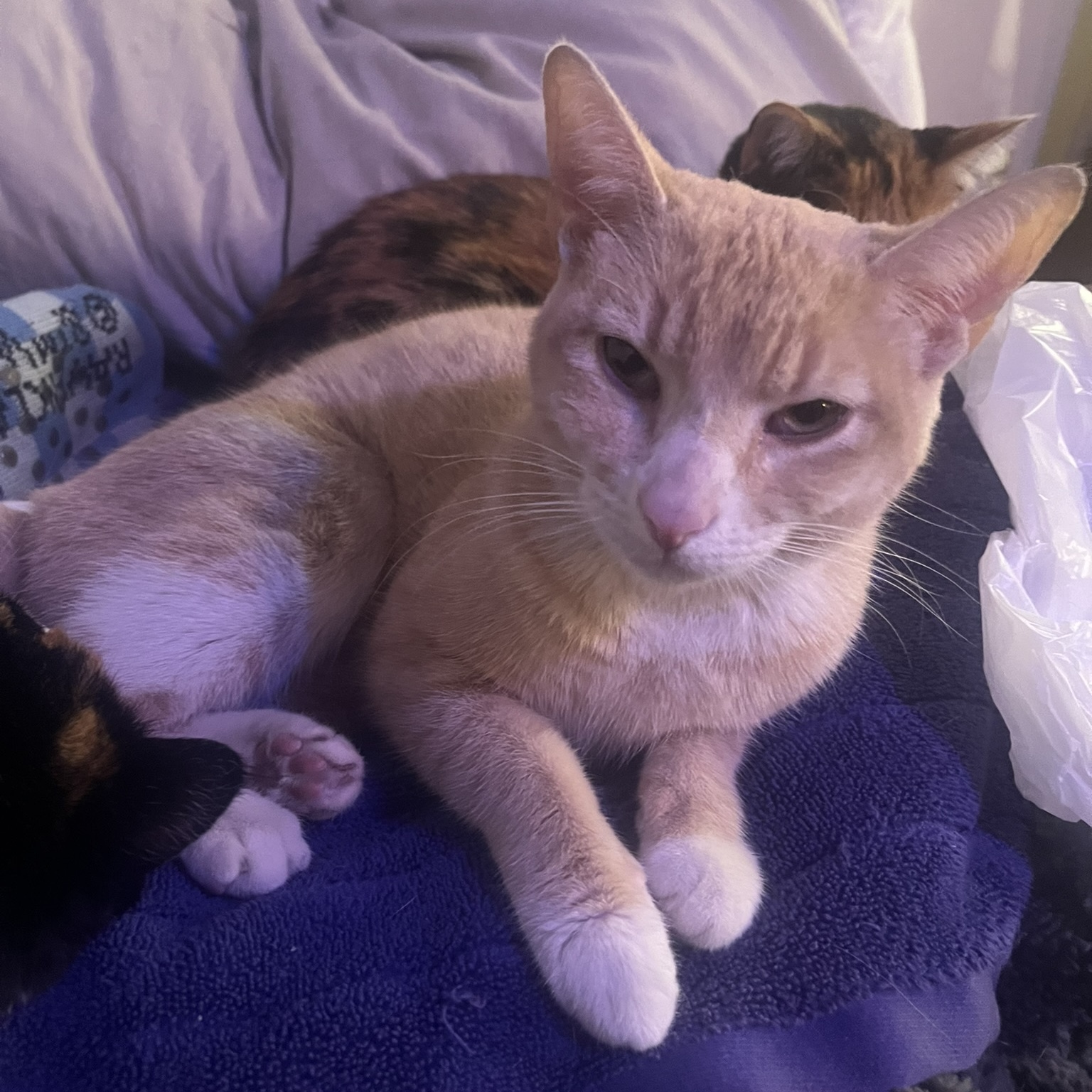 Enlarge Misty, a Adoptable Domestic Short Hair in Mokena, IL image 3/5