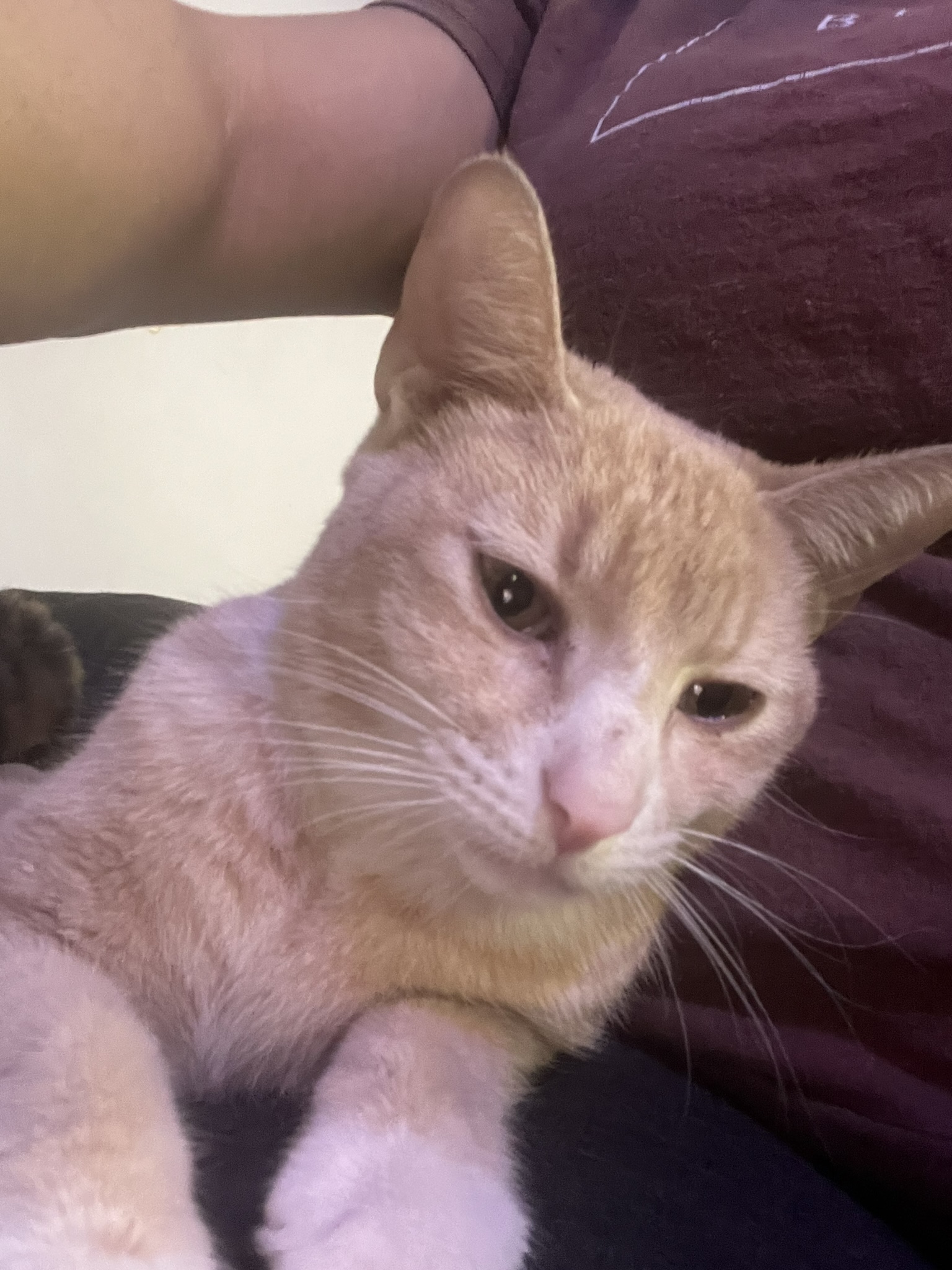 Enlarge Misty, a Adoptable Domestic Short Hair in Mokena, IL image 4/5