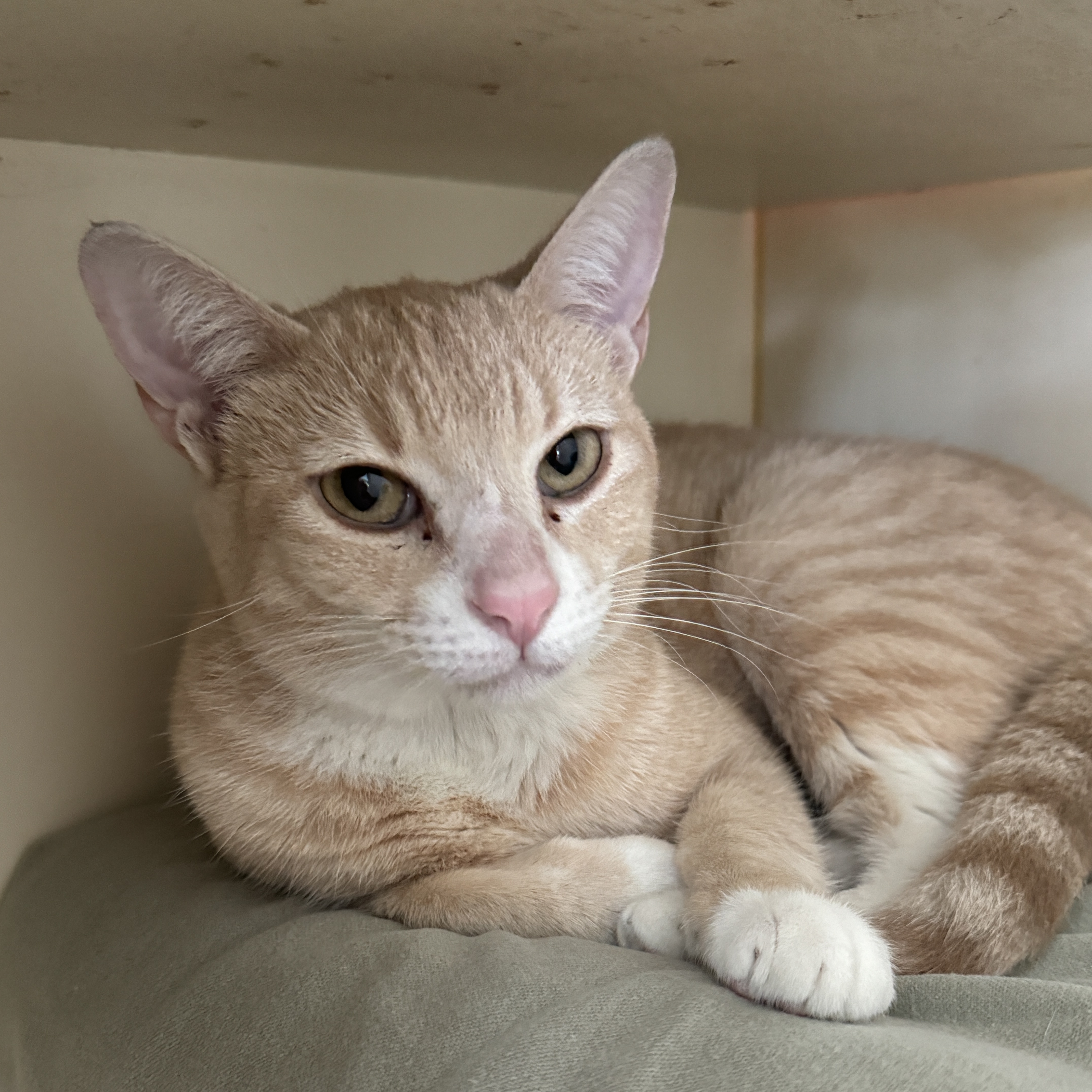 Misty, Adoptable, Adult Female Domestic Short Hair.