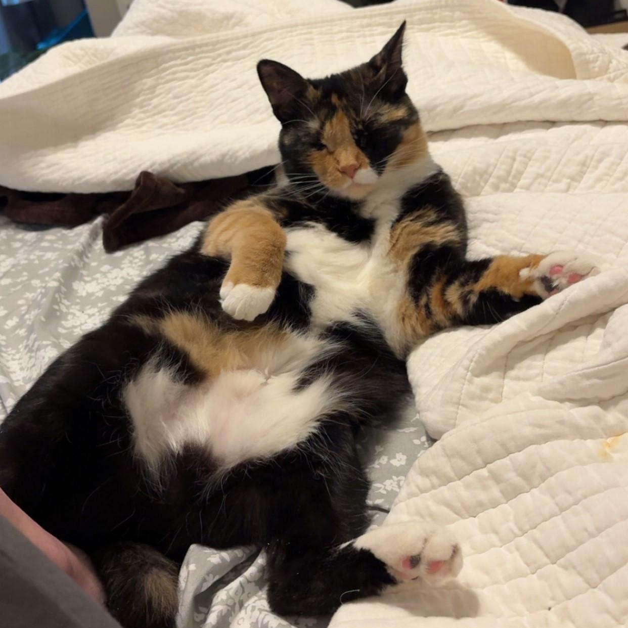 Enlarge Cricket, a Adoptable Calico in Dickinson, ND image 2/3