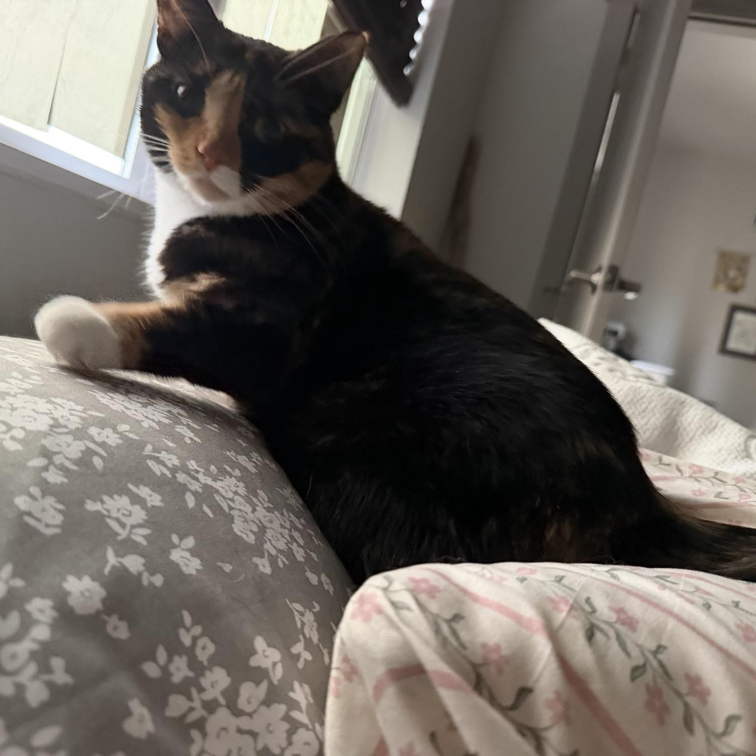 Enlarge Cricket, a Adoptable Calico in Dickinson, ND image 3/3