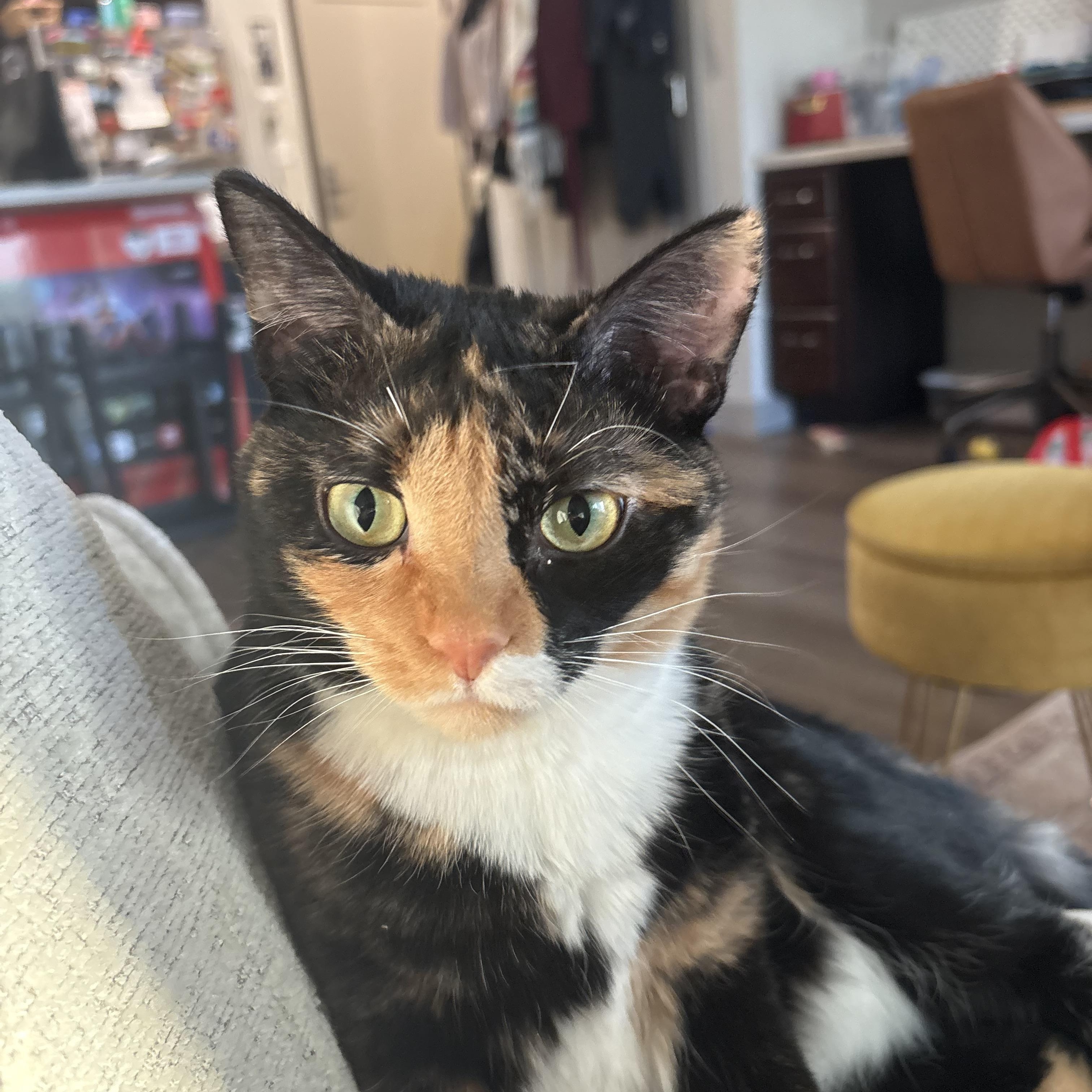 Enlarge Cricket, a Adoptable Calico in Dickinson, ND image 1/3