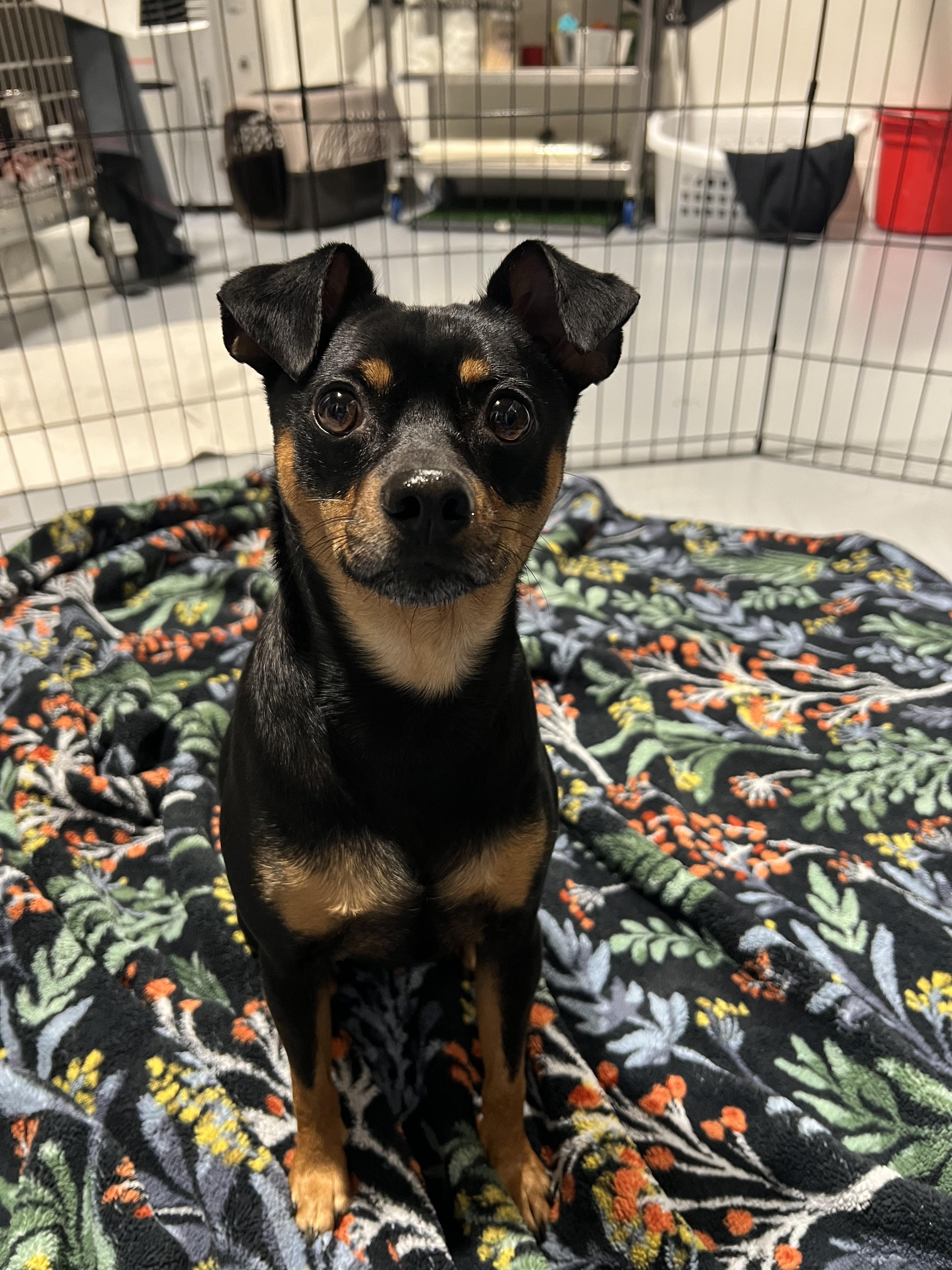 Oscar, ADOPTABLE, Young Male Miniature Pinscher.