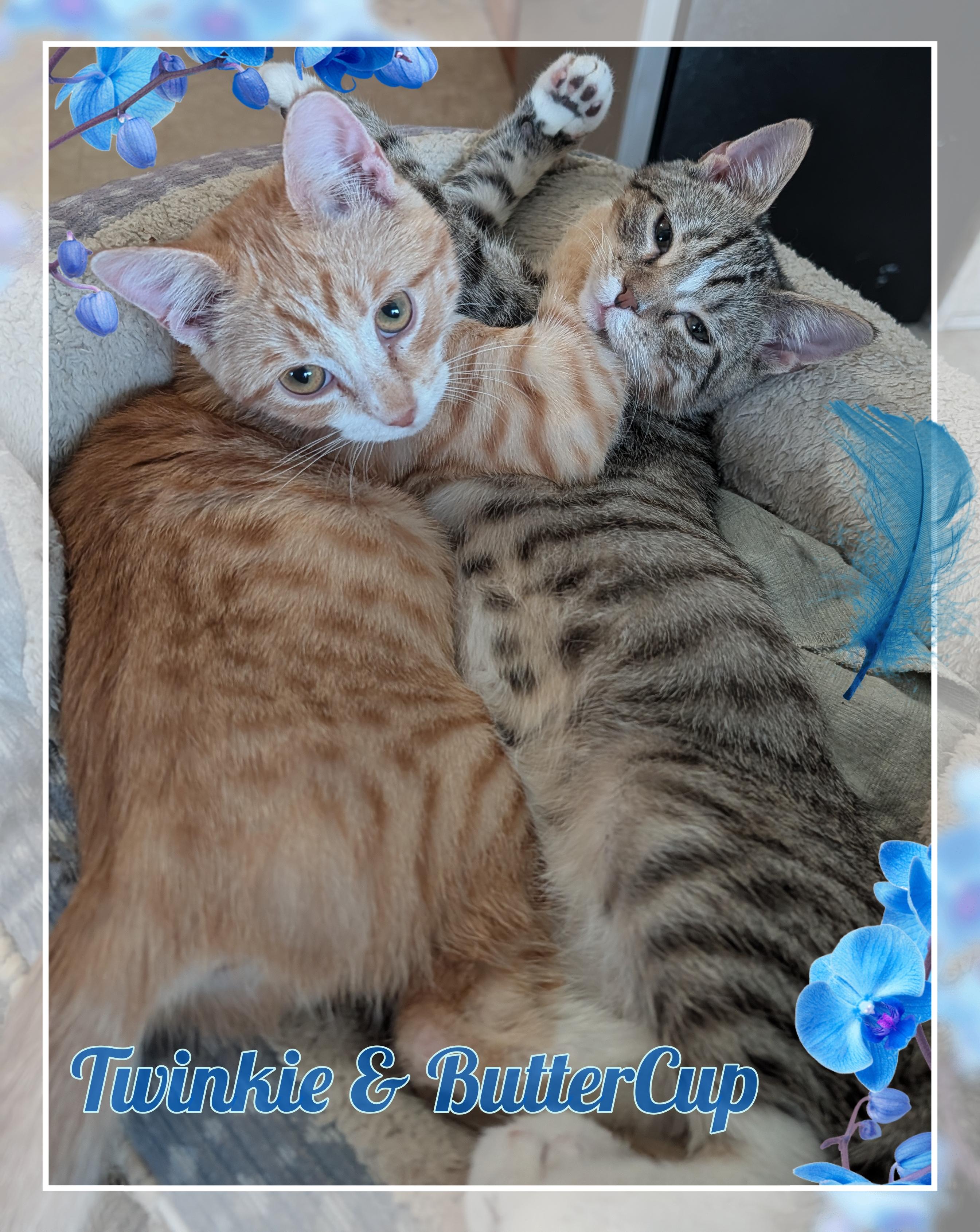 Twinkie & Buttercup, Adoptable, Young Male Domestic Short Hair.