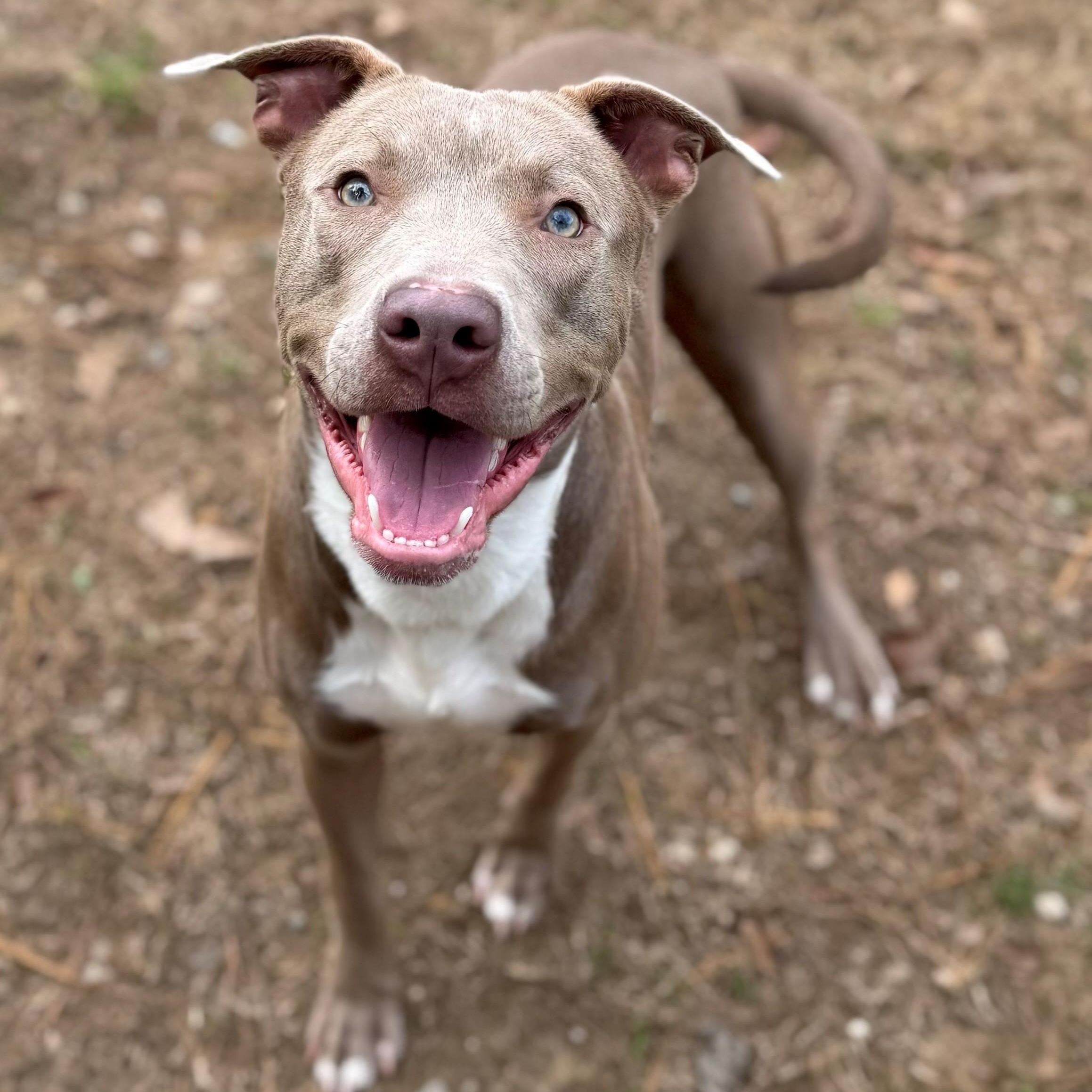 Diesel , ADOPTABLE, Adult Male Mixed Breed.