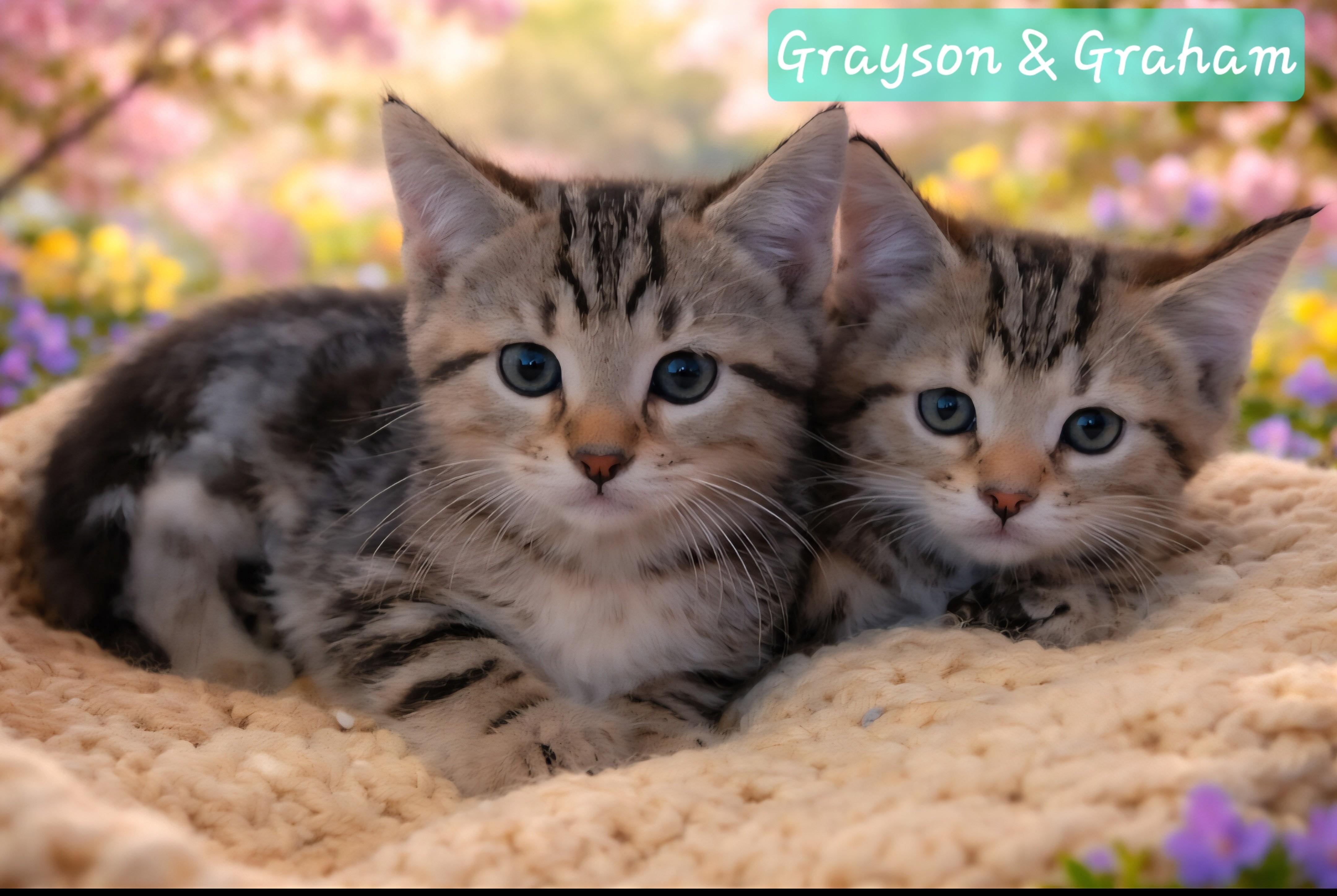 Enlarge Grayson and Graham, an adopted Domestic Medium Hair in Knoxville, TN image 3/5