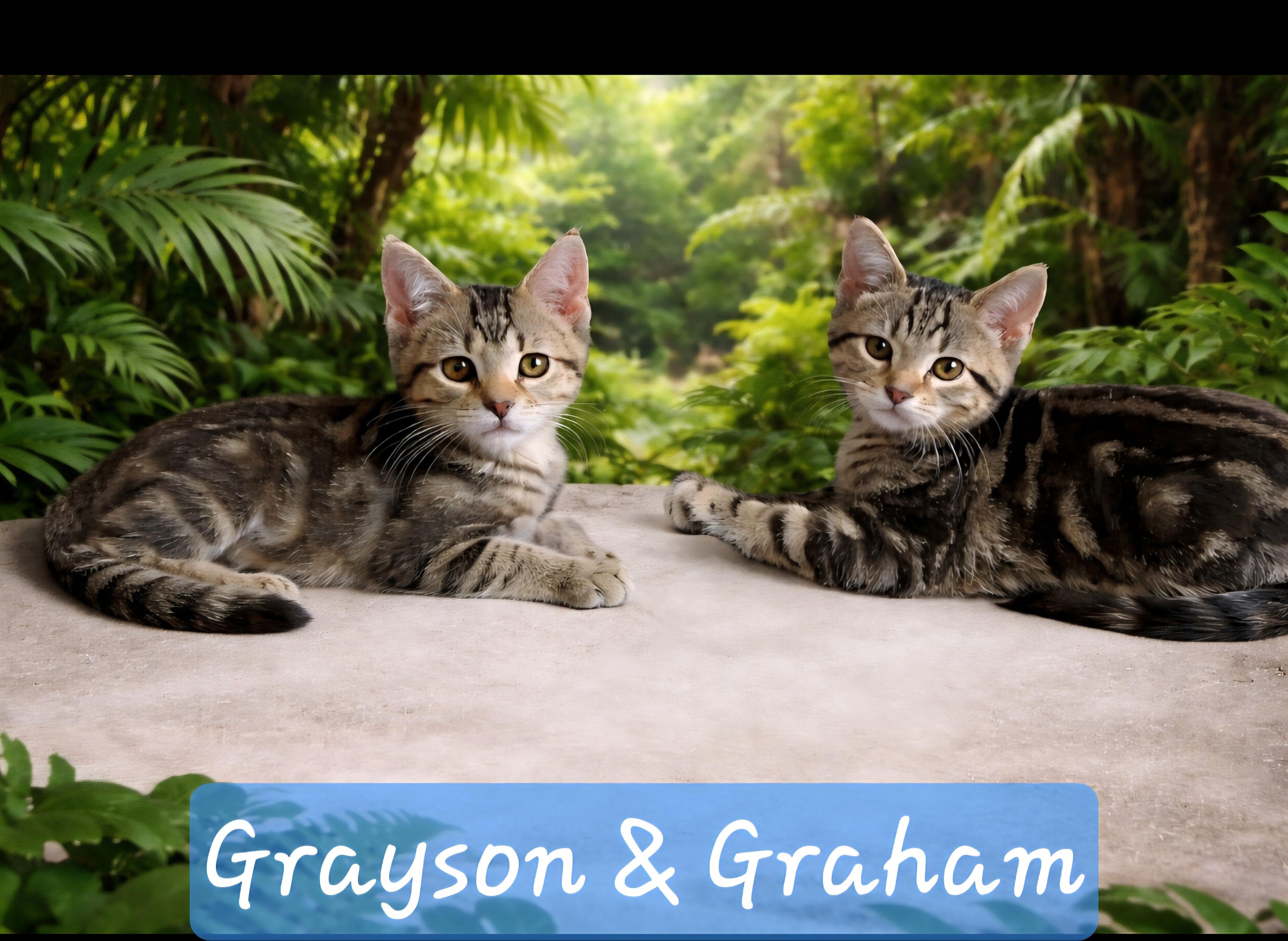 Grayson and Graham, adopted, Kitten Male Domestic Medium Hair.