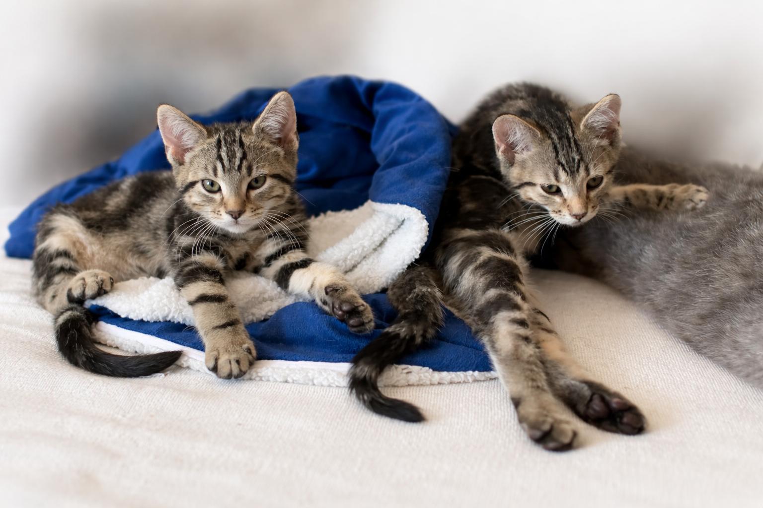 Grayson and Graham, ADOPTABLE, Kitten Male Domestic Medium Hair.