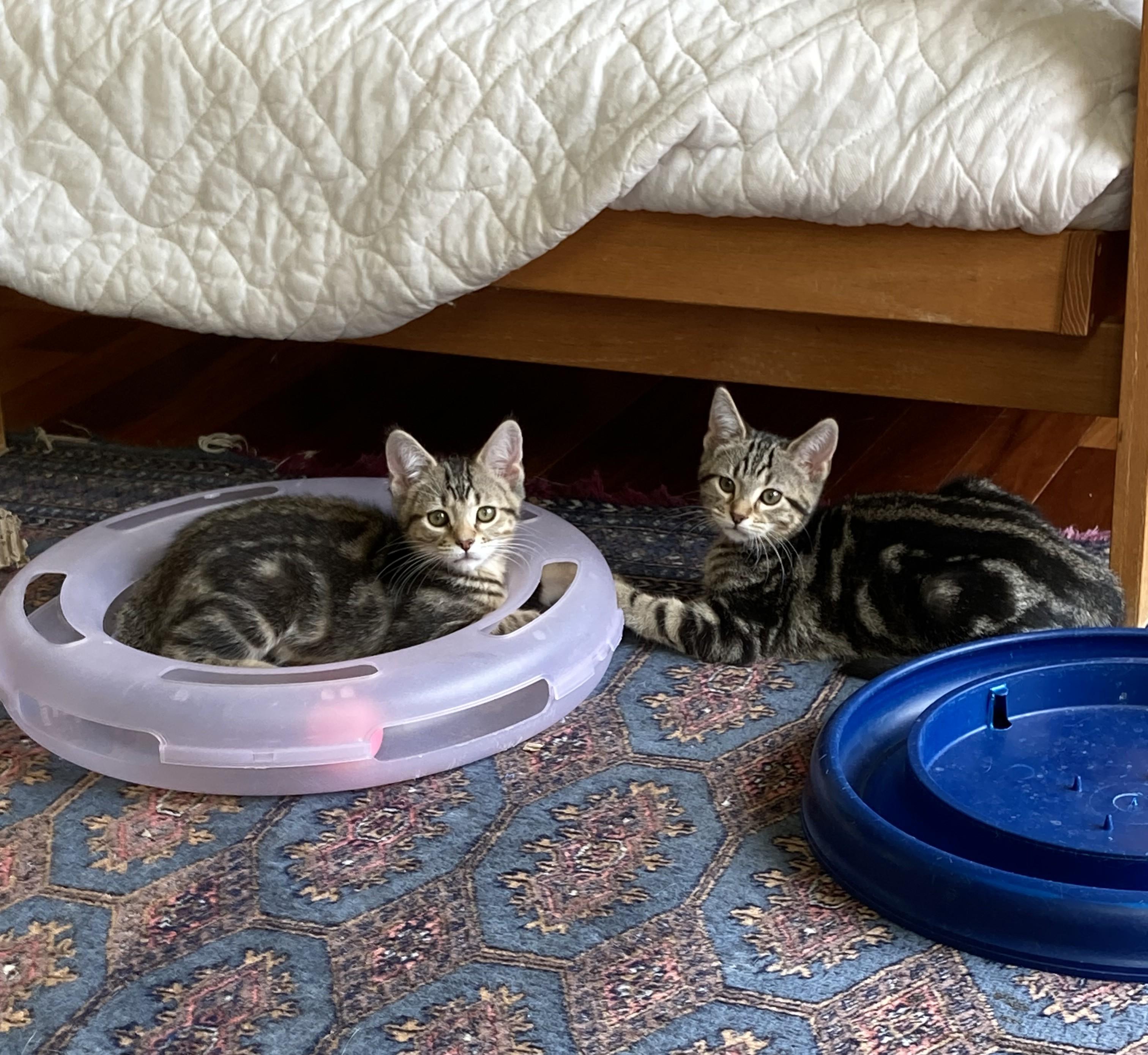 Enlarge Grayson and Graham, an adopted Domestic Medium Hair in Knoxville, TN image 2/5