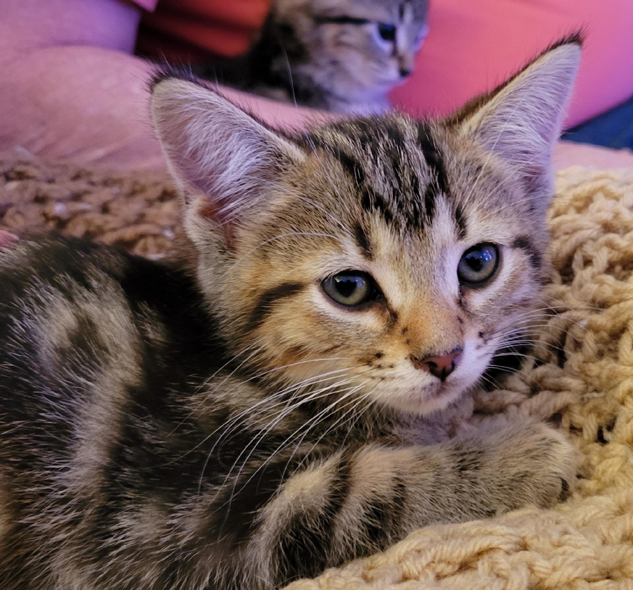 Enlarge Grayson and Graham, an adopted Domestic Medium Hair in Knoxville, TN image 4/5