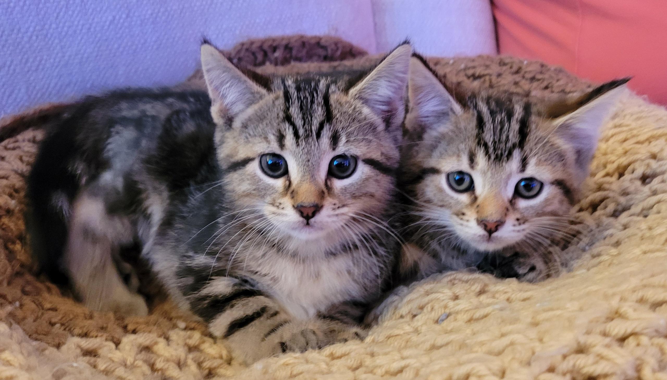 Grayson and Graham — thumbnail 2