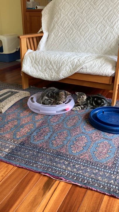 Enlarge Grayson and Graham, an adopted Domestic Medium Hair in Knoxville, TN video 5/5