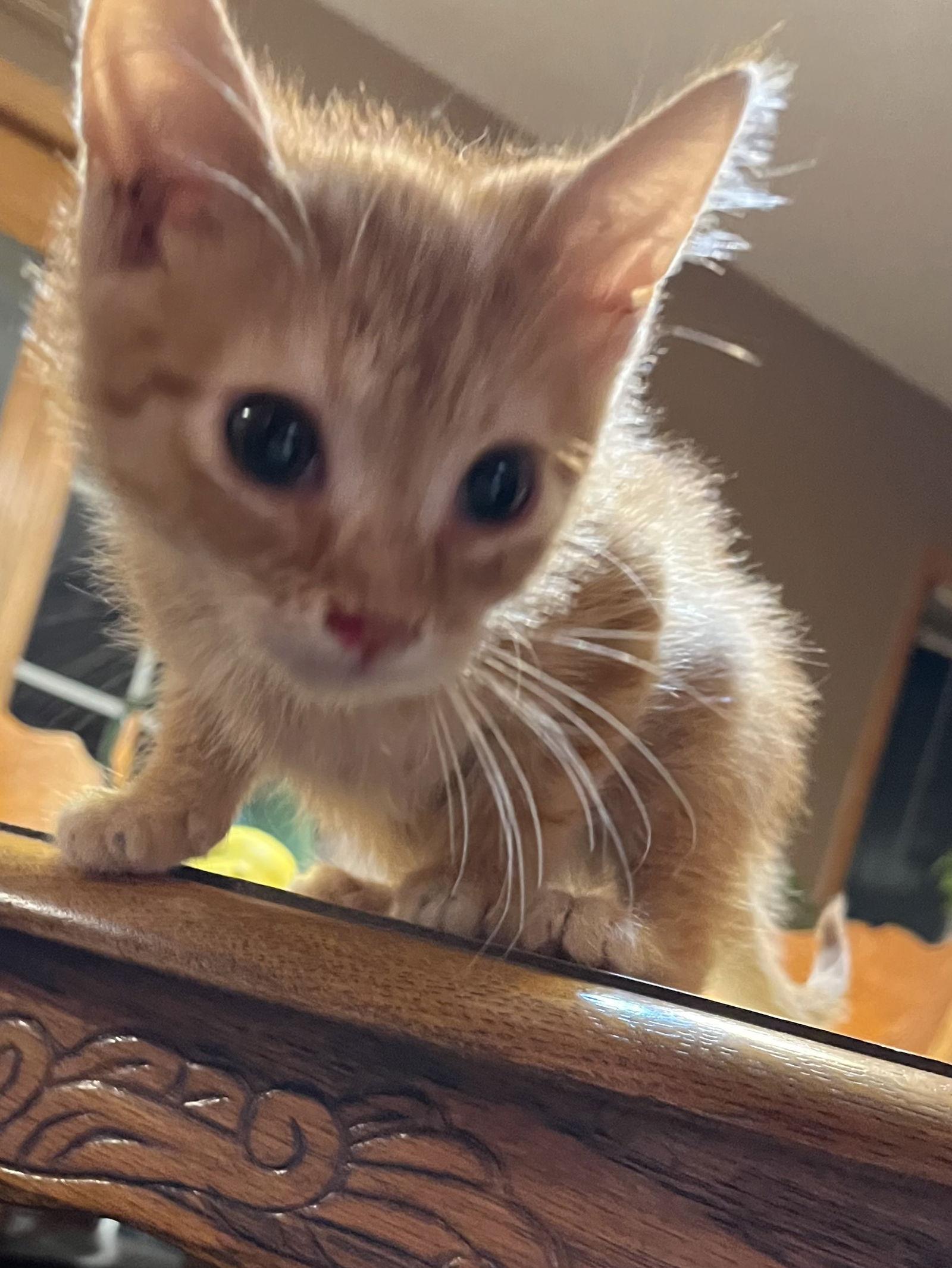 Abe, Adoptable, Kitten Male Domestic Short Hair.