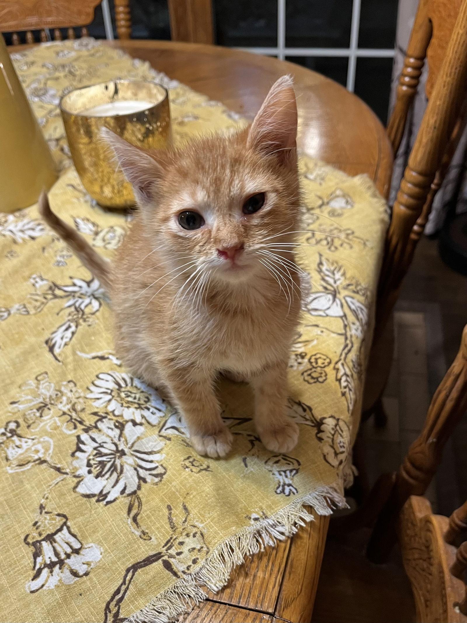 Enlarge Abe, a Adoptable Domestic Short Hair in Zimmerman, MN image 2/2