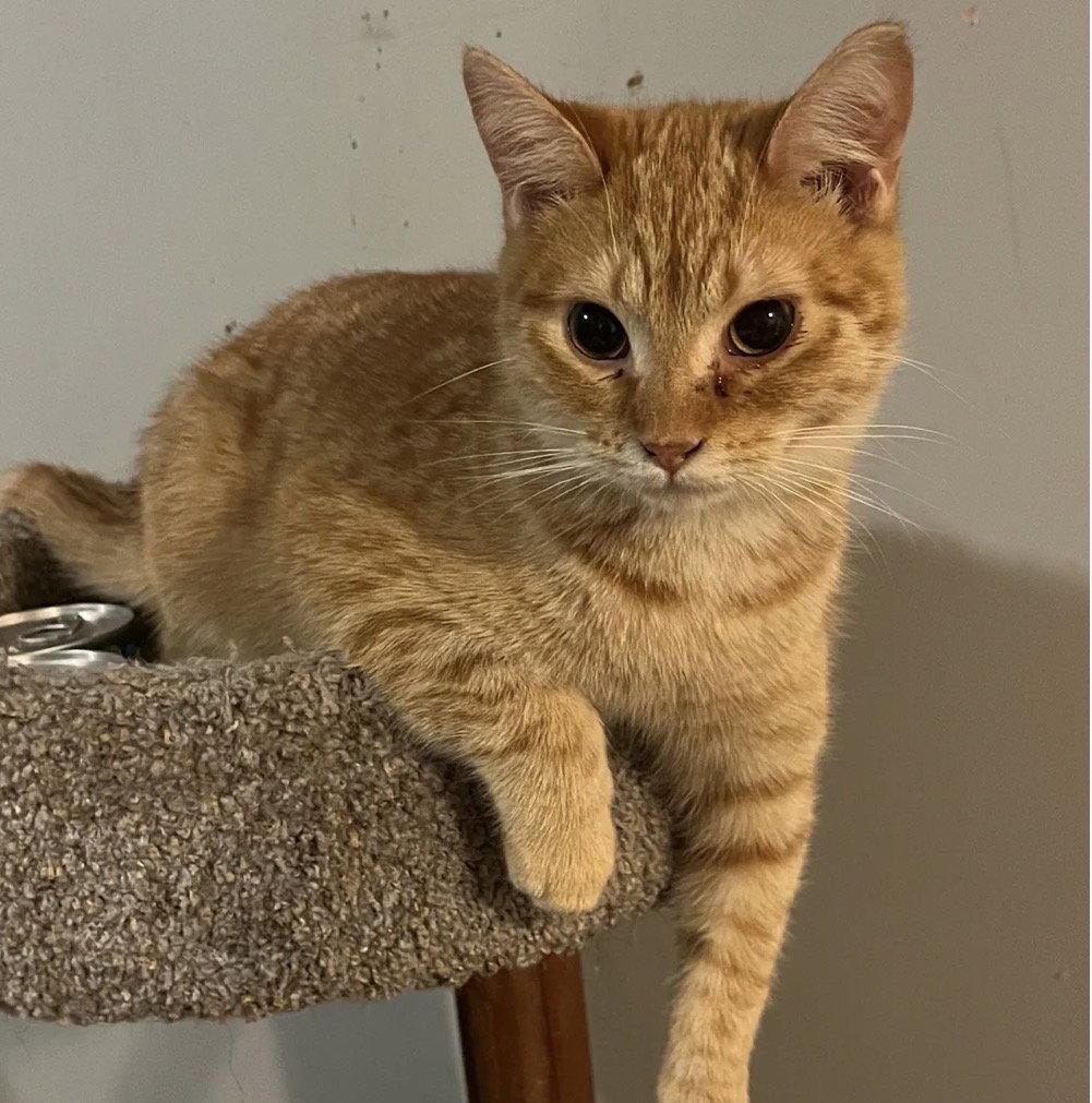 Abe, Adoptable, Kitten Male Domestic Short Hair.
