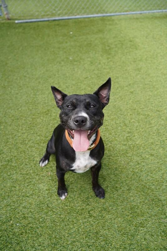 Teila, Adoptable, Adult Female Mixed Breed.