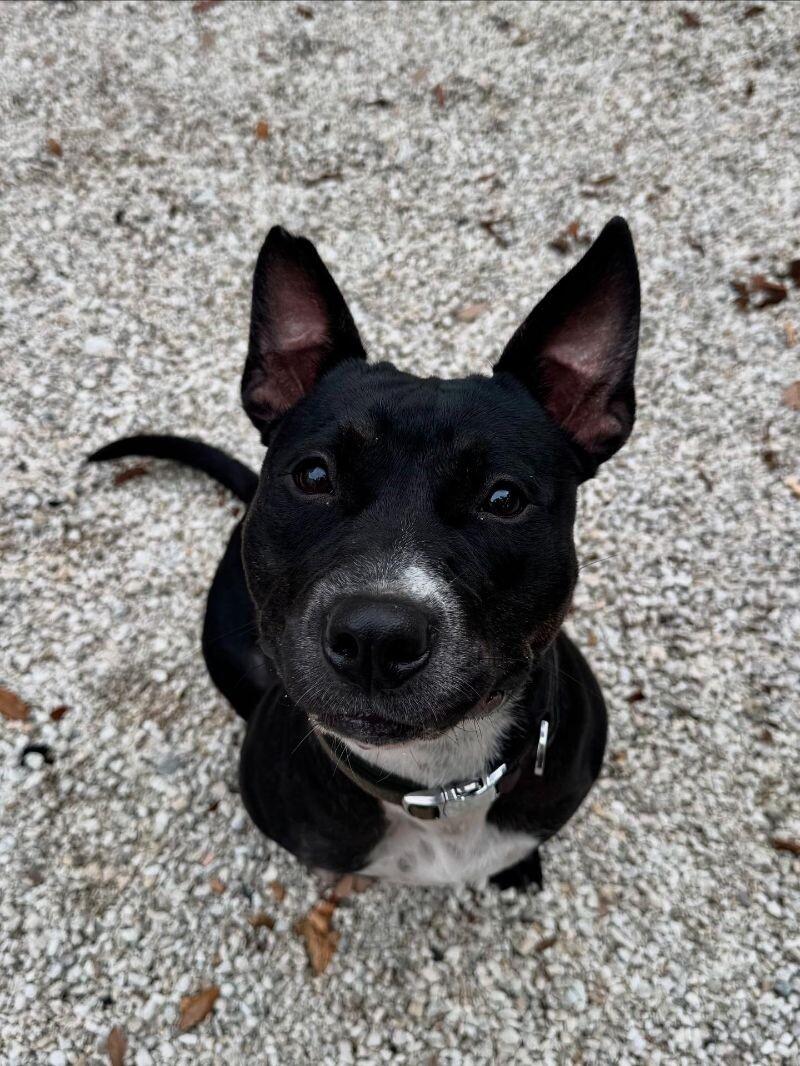 Teila, Adoptable, Adult Female Mixed Breed.