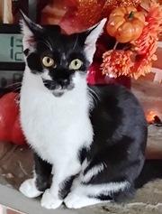 Enlarge Stitch, a Adoptable Domestic Short Hair image 1/1