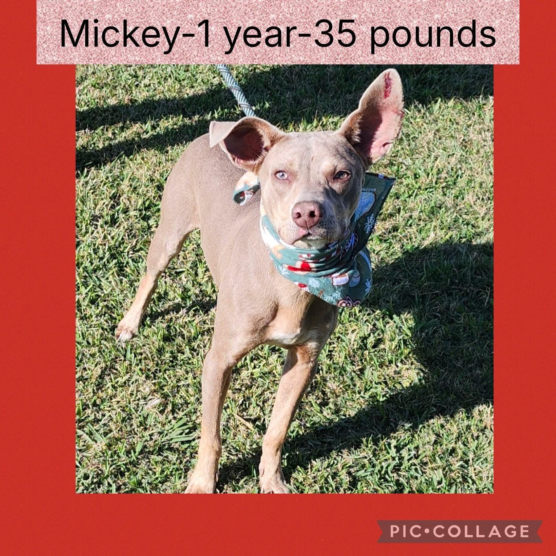 Enlarge Mickey, a ADOPTABLE mixed breed in North Berwick, ME image 1/1