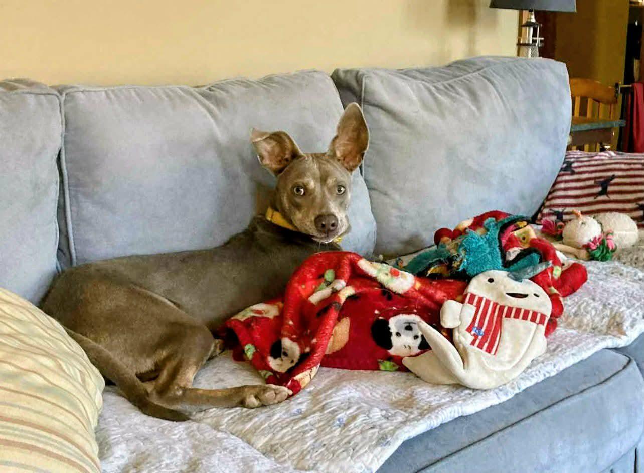 Mickey***Reduced adoption fee for the month of February***, a ADOPTABLE mixed breed in North Berwick, ME image 2/5