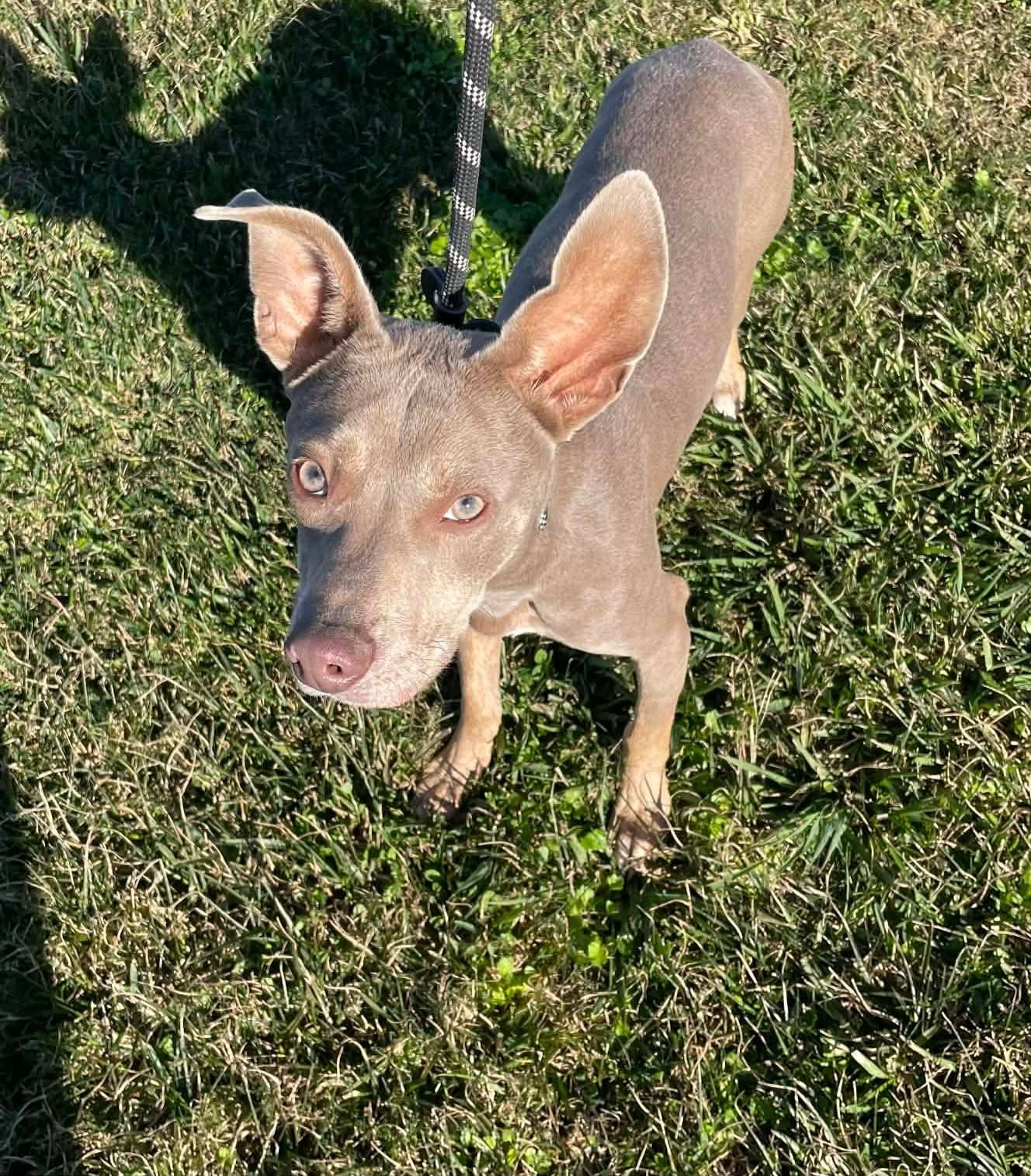 Enlarge Mickey, a ADOPTABLE mixed breed in North Berwick, ME image 4/4