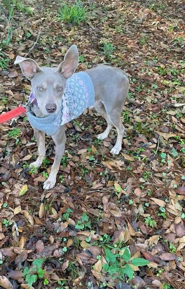 Enlarge Mickey, a ADOPTABLE mixed breed in North Berwick, ME image 3/4