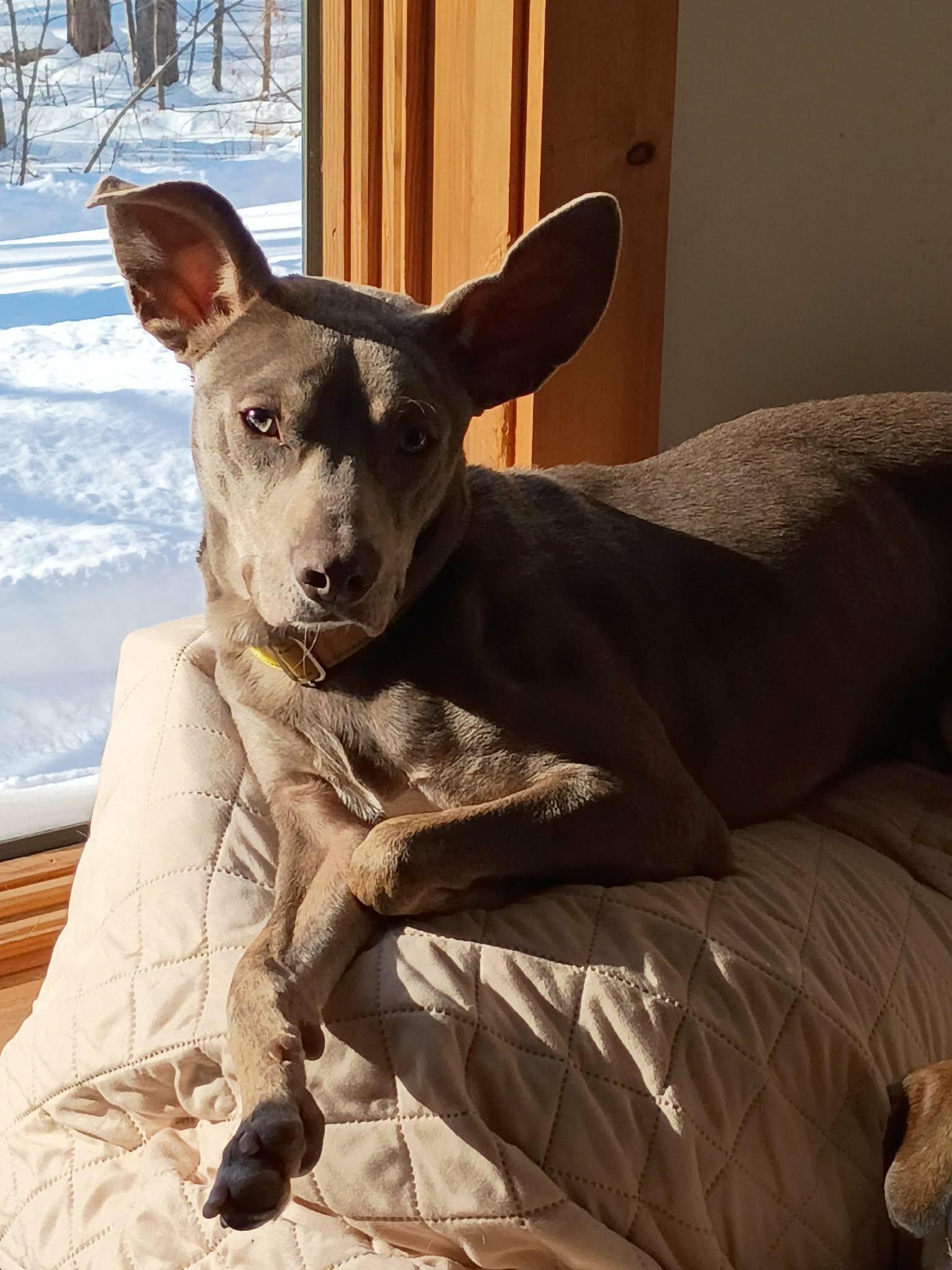 Mickey***Reduced adoption fee for the month of February***, a ADOPTABLE mixed breed in North Berwick, ME image 1/5