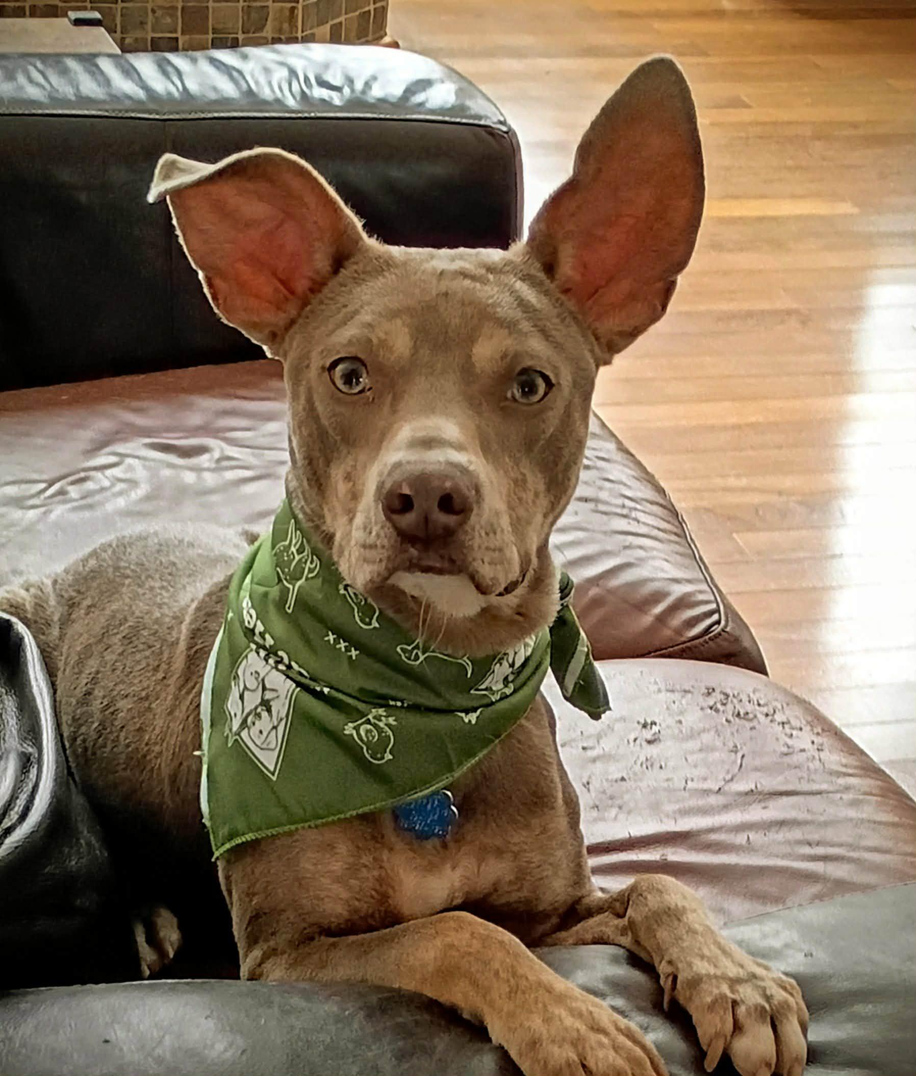 Mickey***Reduced adoption fee for the month of February***, ADOPTABLE, Young Male Weimaraner.