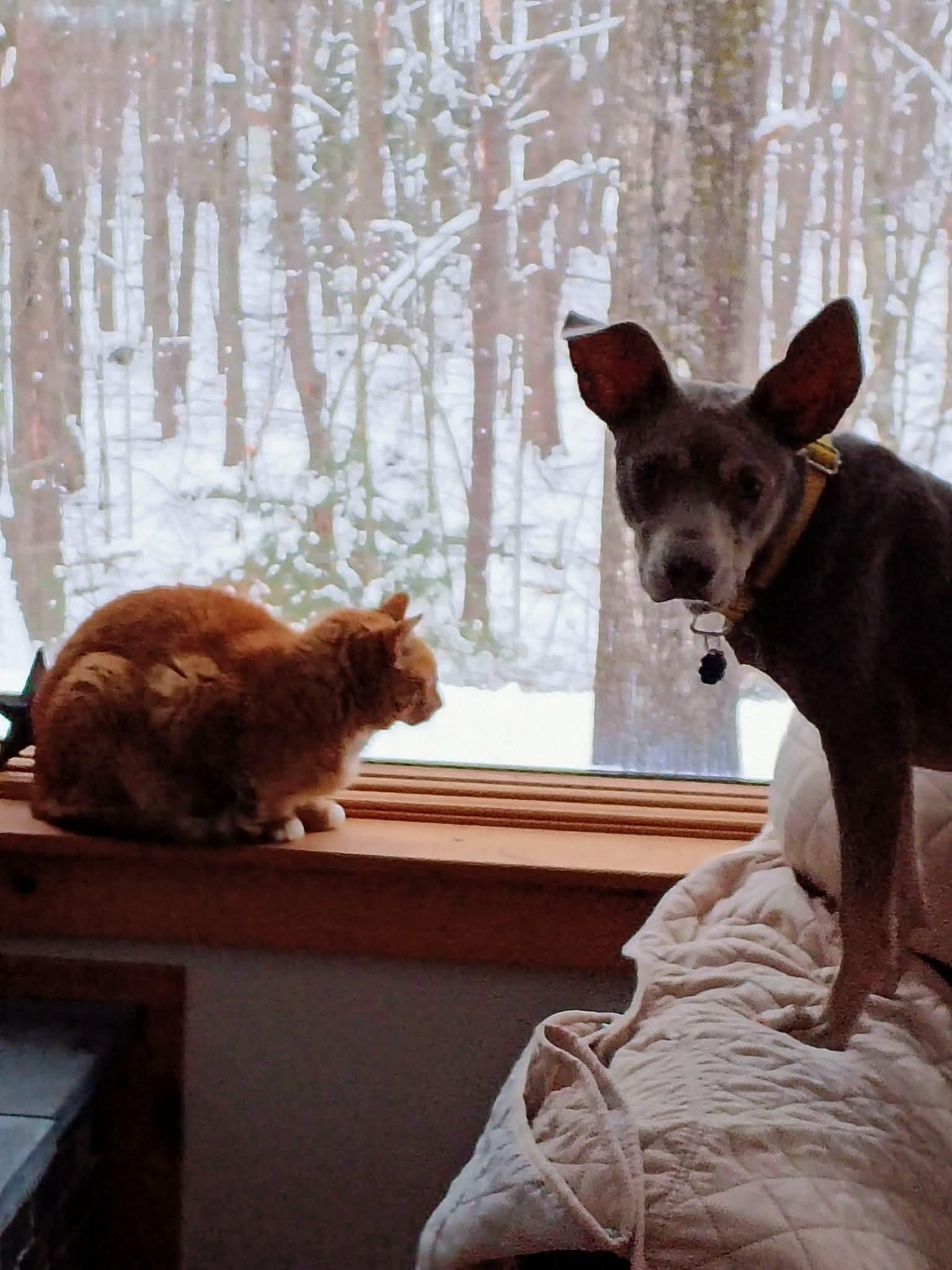 Mickey***Reduced adoption fee for the month of February***, a ADOPTABLE mixed breed in North Berwick, ME image 4/5