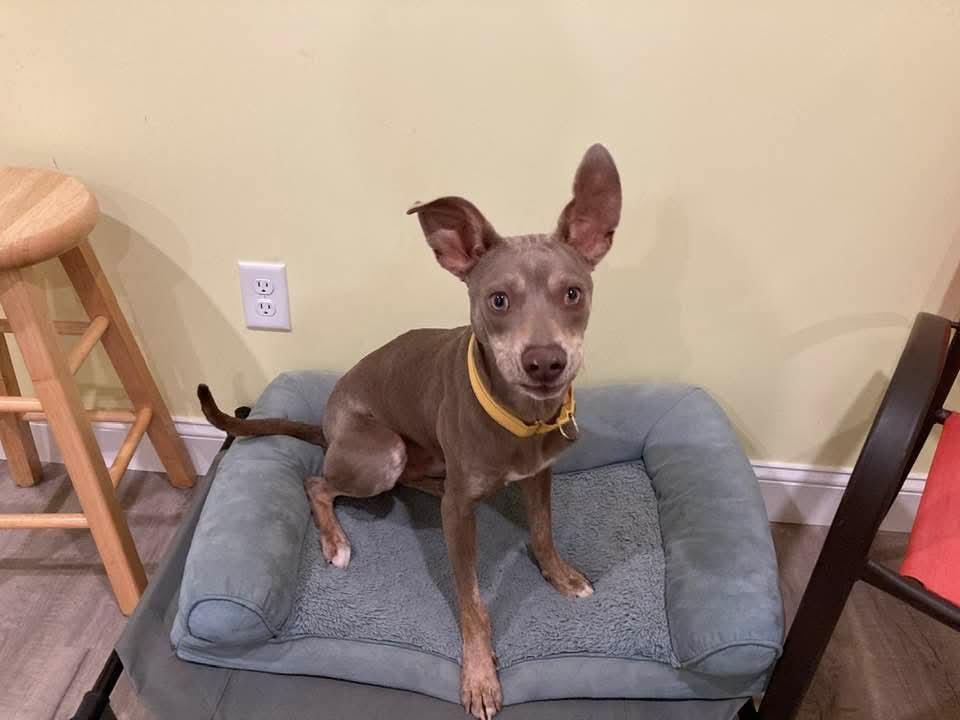 Mickey, ADOPTABLE, Young Male Doberman Pinscher.