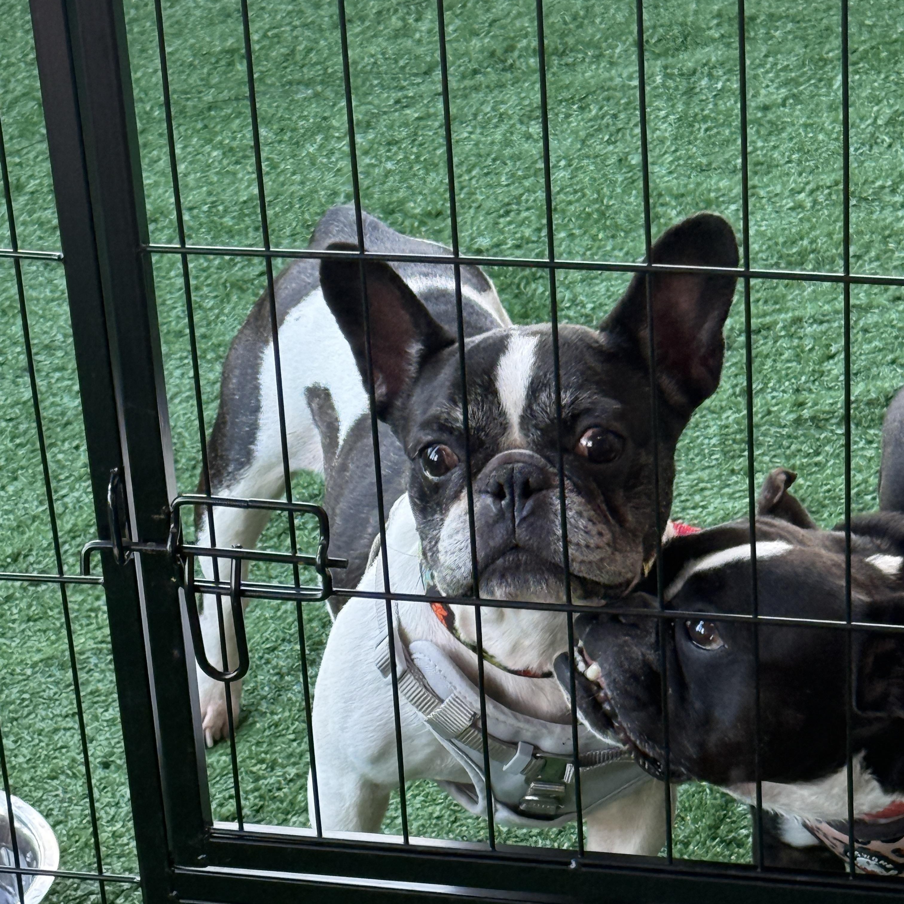 Enlarge Channel, an adoption pending French Bulldog in LEHIGH ACRES, FL image 5/6