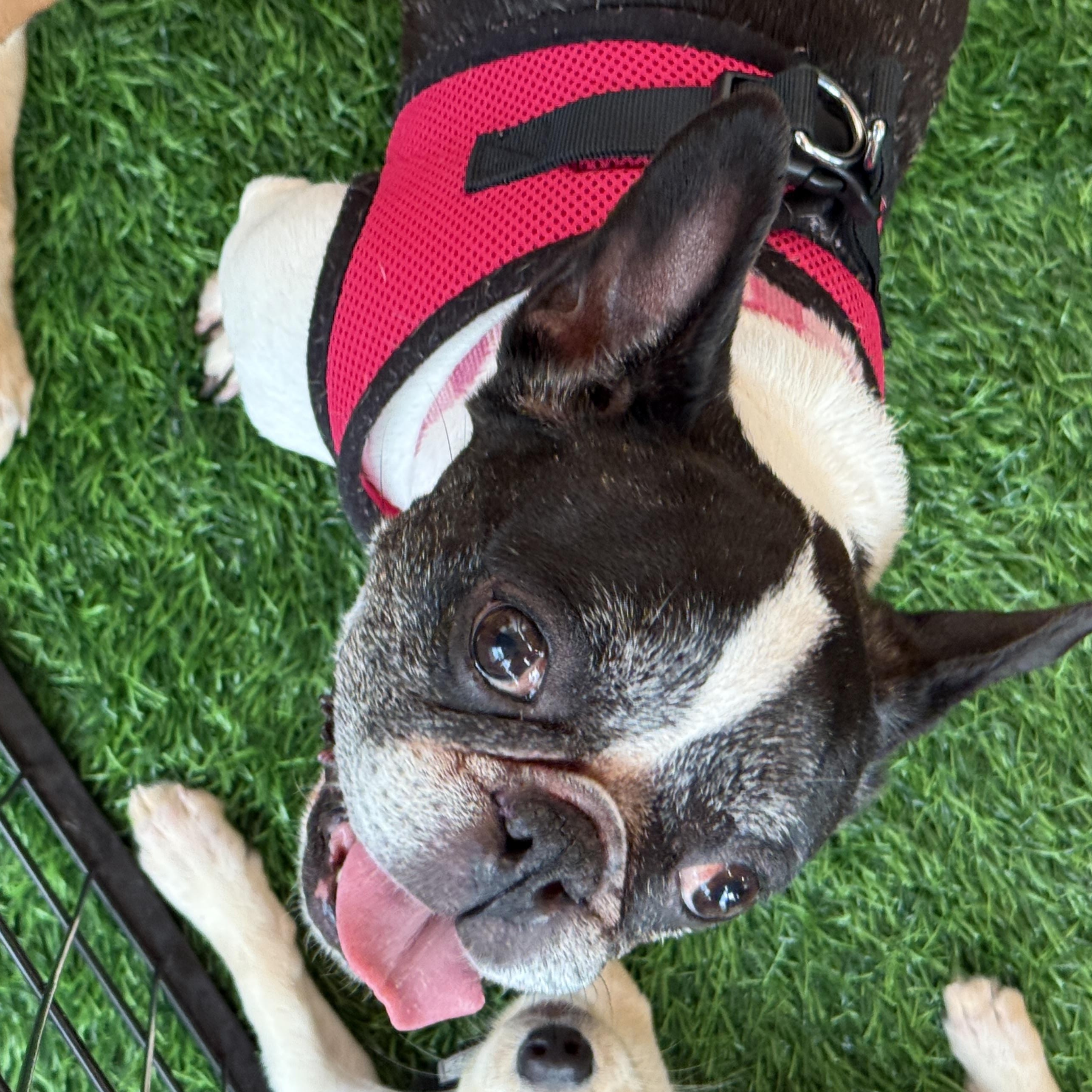 Enlarge Channel, a Adoptable French Bulldog image 6/6