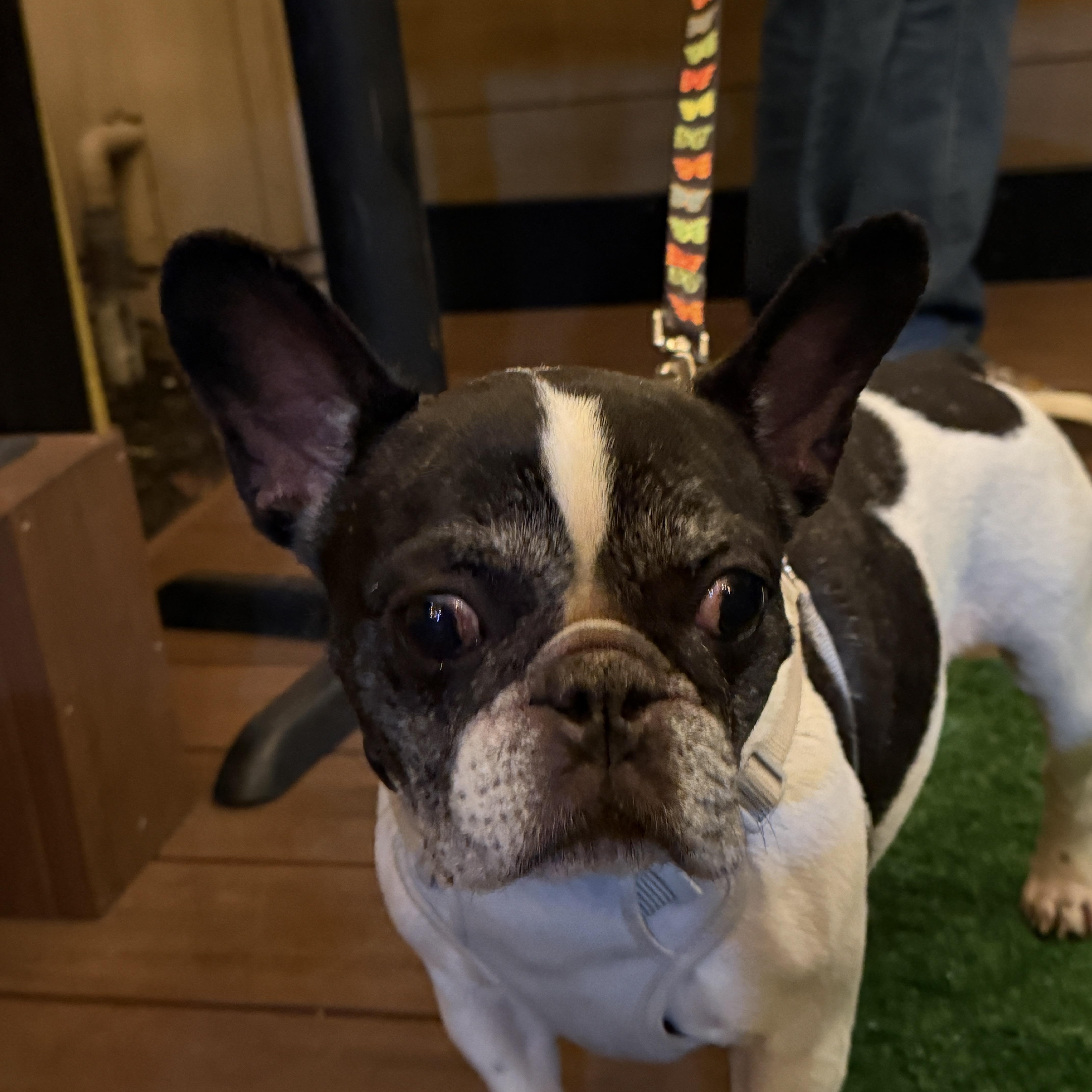 Enlarge Channel, a Adoptable French Bulldog image 2/6