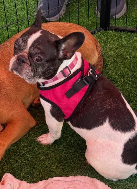 Enlarge Channel, an adoption pending French Bulldog in LEHIGH ACRES, FL image 3/6