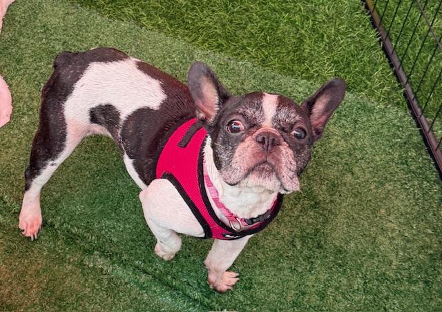 Enlarge Channel, a Adoptable French Bulldog image 1/6