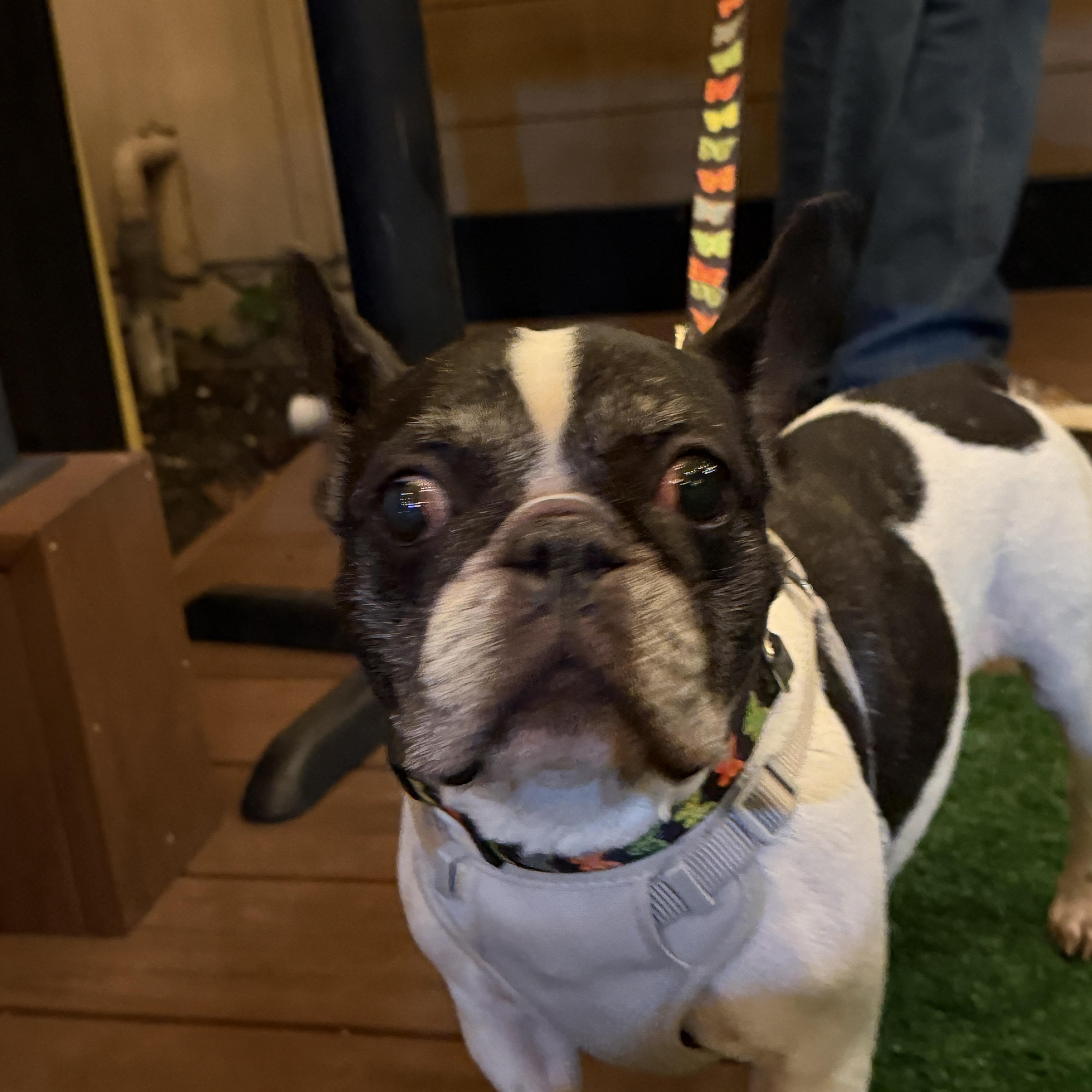 Enlarge Channel, a Adoptable French Bulldog image 4/6