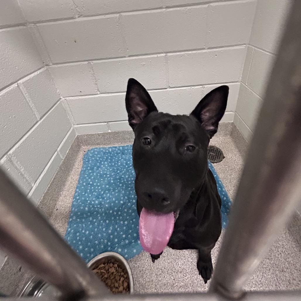 Buddy, Adoptable, Young Male Manchester Terrier.