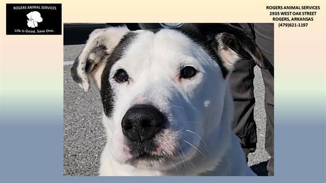 KLARK, Adoptable, Adult Male Pit Bull Terrier & Mixed Breed.